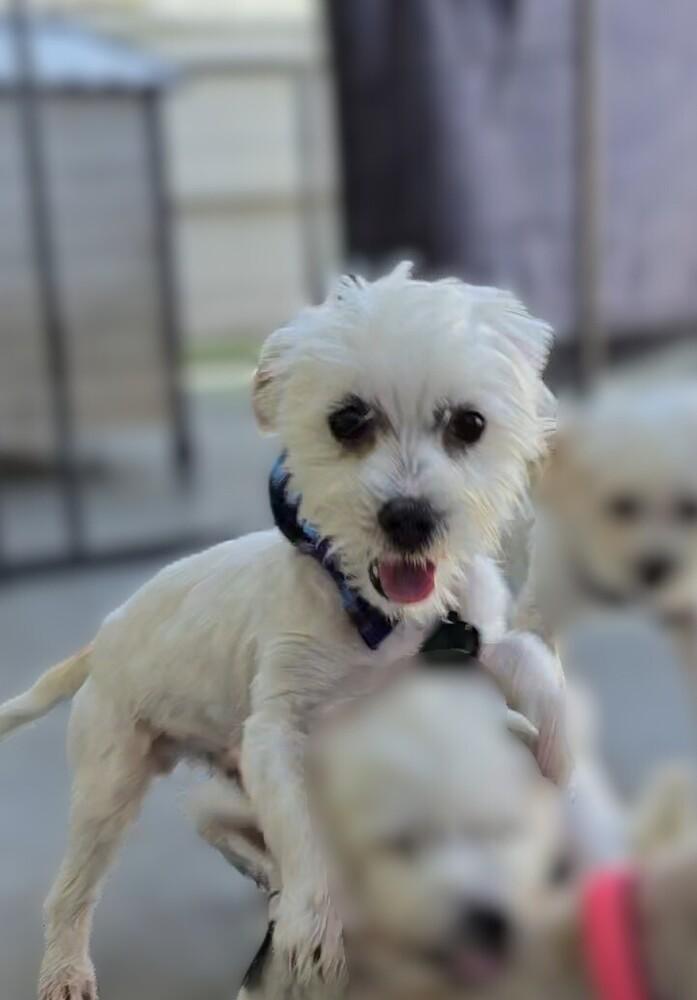 Sundae, Adoptable, Young Male Maltese & Havanese.