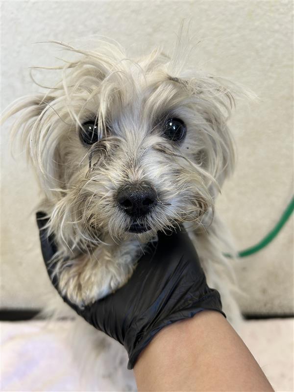 Sundae, a Adoptable mixed breed in Pacifica, CA image 2/4