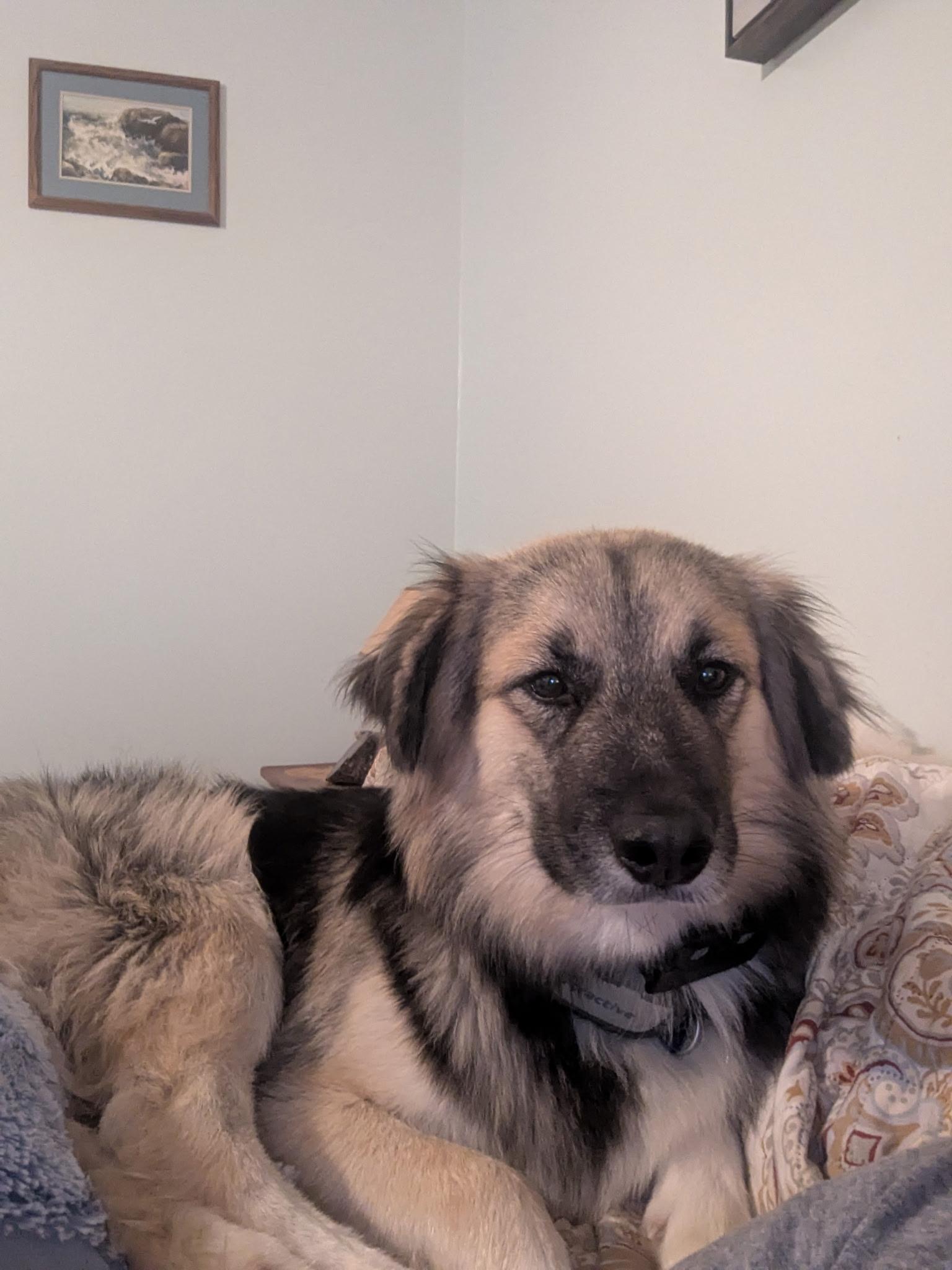 Jensen, Adoptable, Adult Male German Shepherd Dog & Husky.