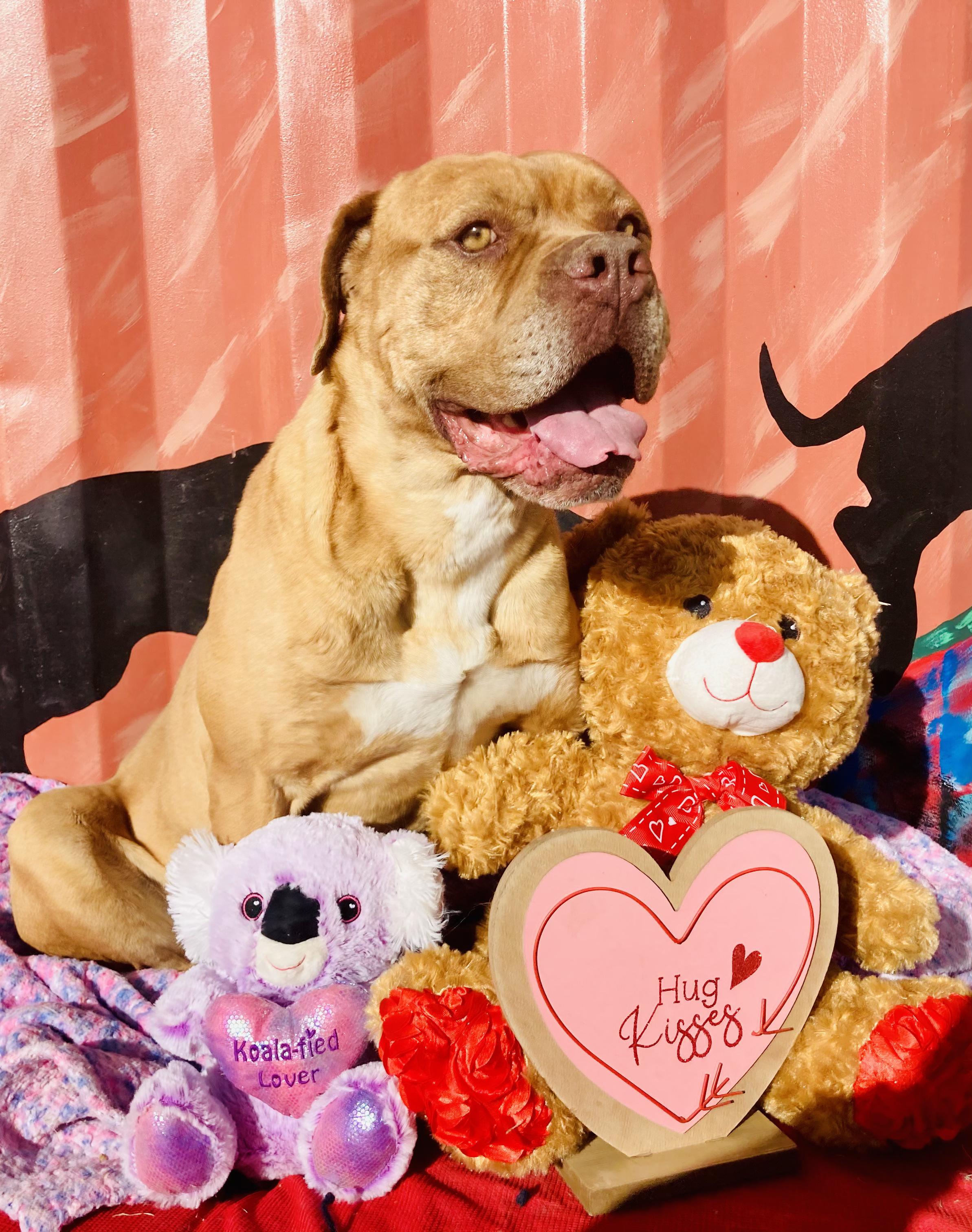 Chance, Adopted, Senior Male Mastiff.