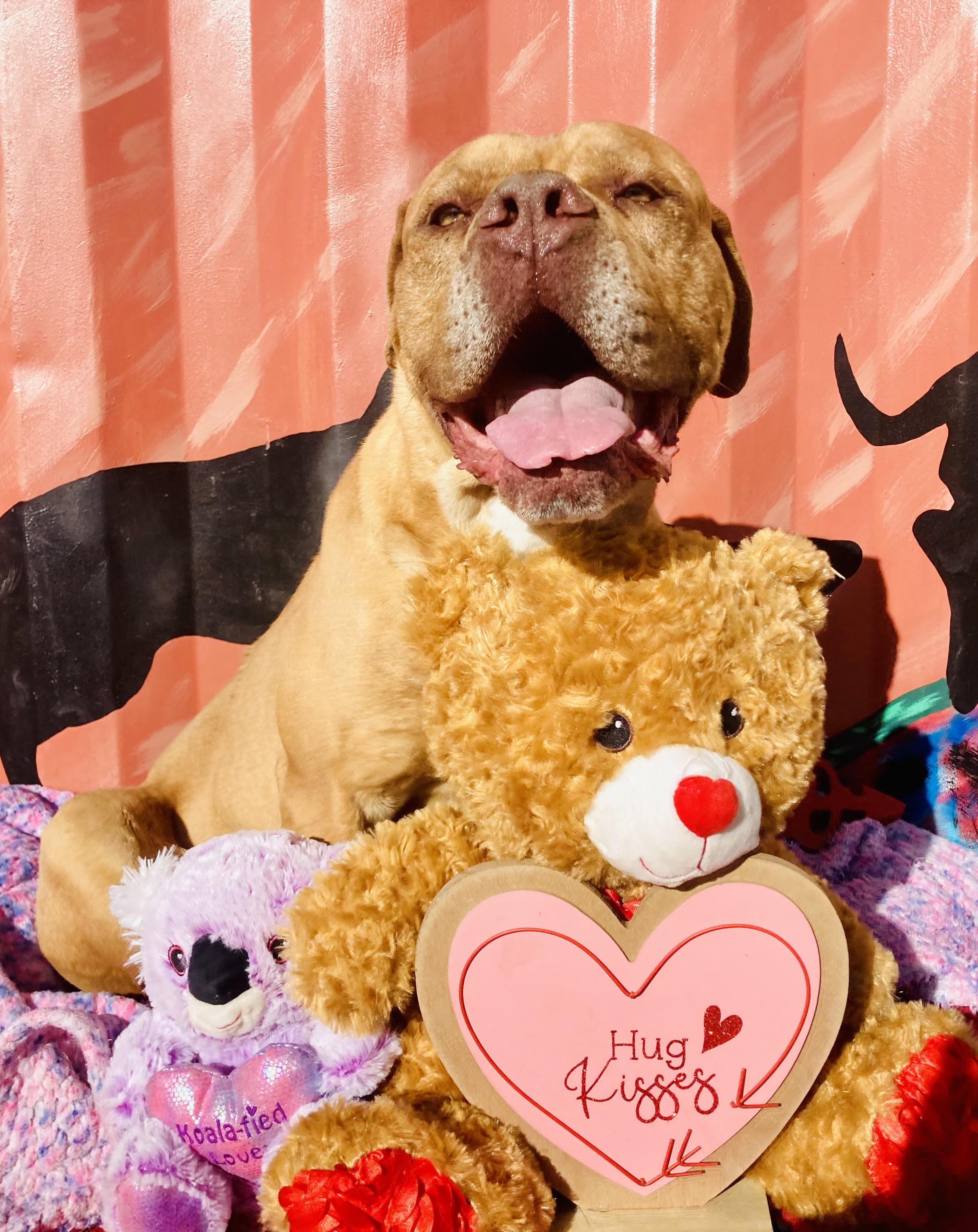 Enlarge Chance, a Adopted Mastiff in RYE, CO image 2/6