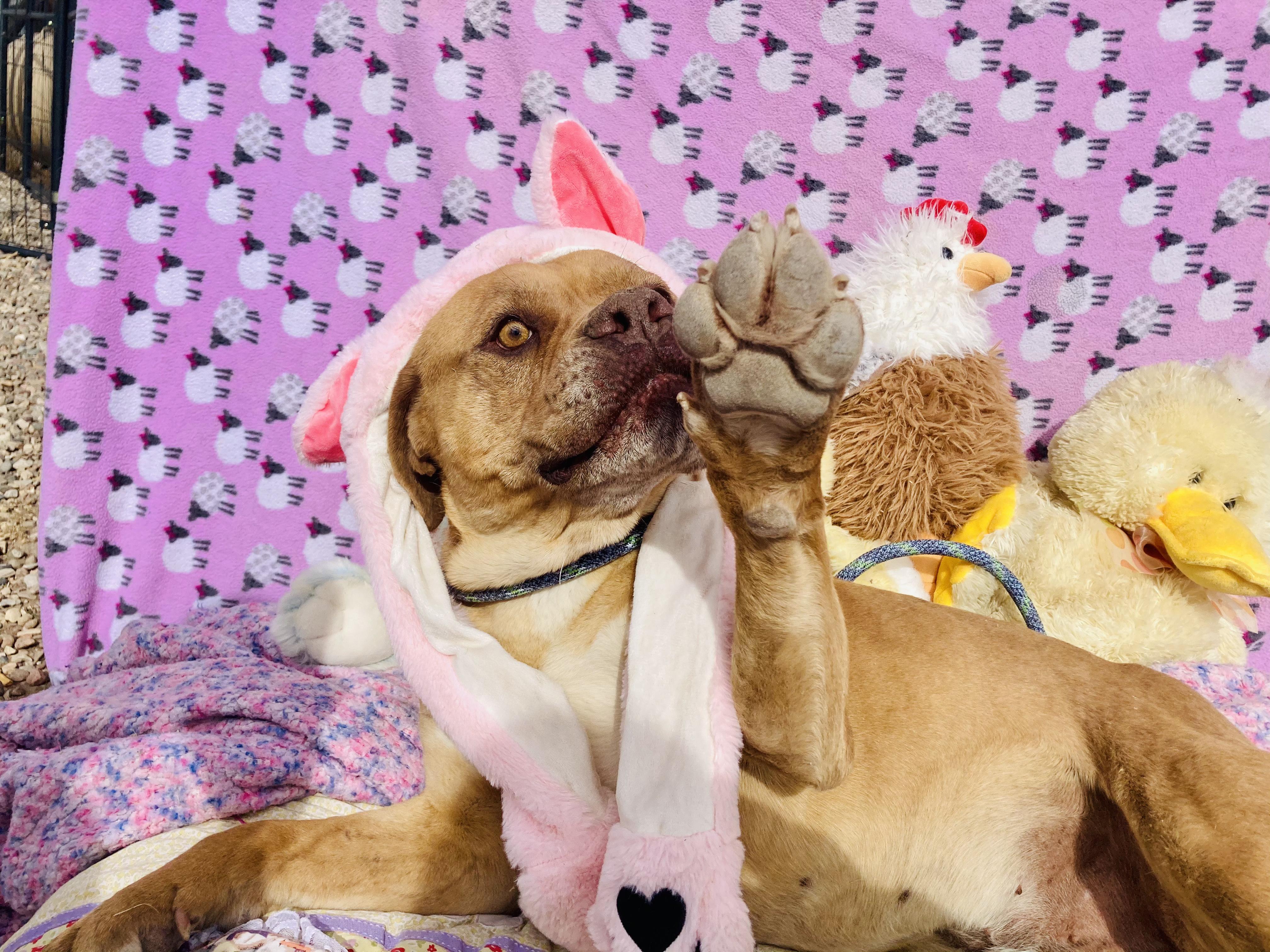 Enlarge Chance, a Adopted Mastiff in RYE, CO image 3/6