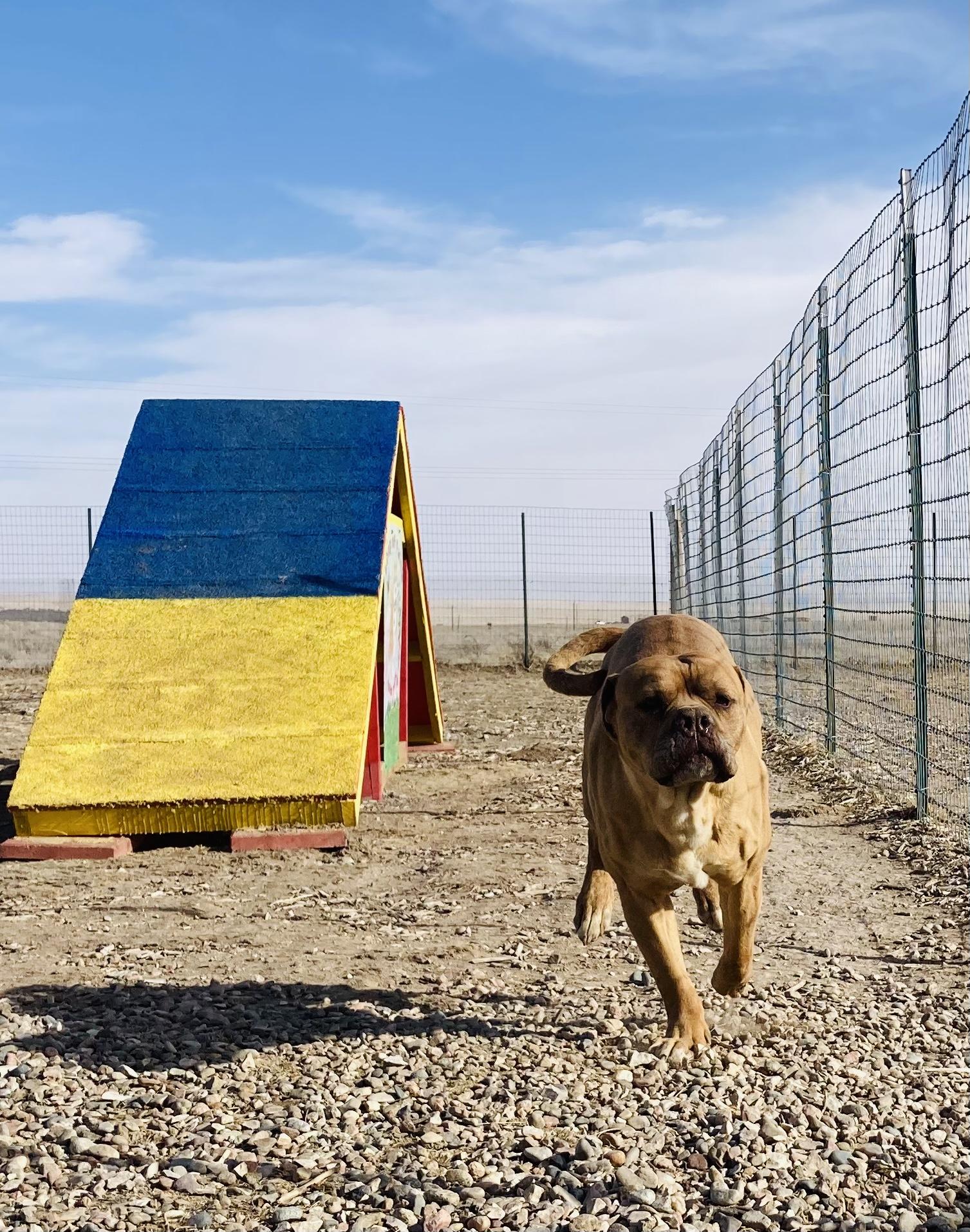 Enlarge Chance, a Adopted Mastiff in RYE, CO image 4/6