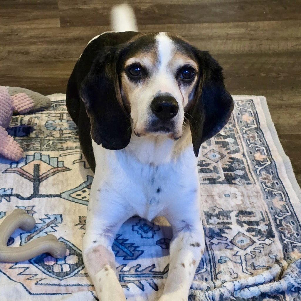 Boone 2026, Adoptable, Adult Male Beagle.