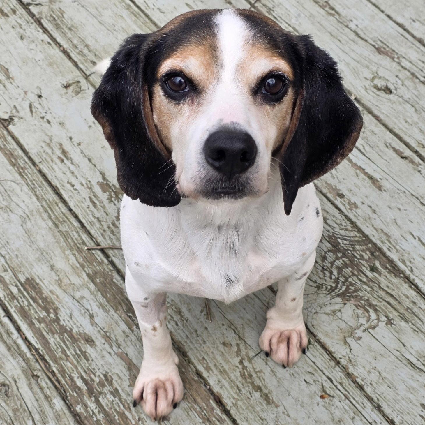 Enlarge Boone 2026, a Adoptable Beagle in Norwood, OH image 2/3