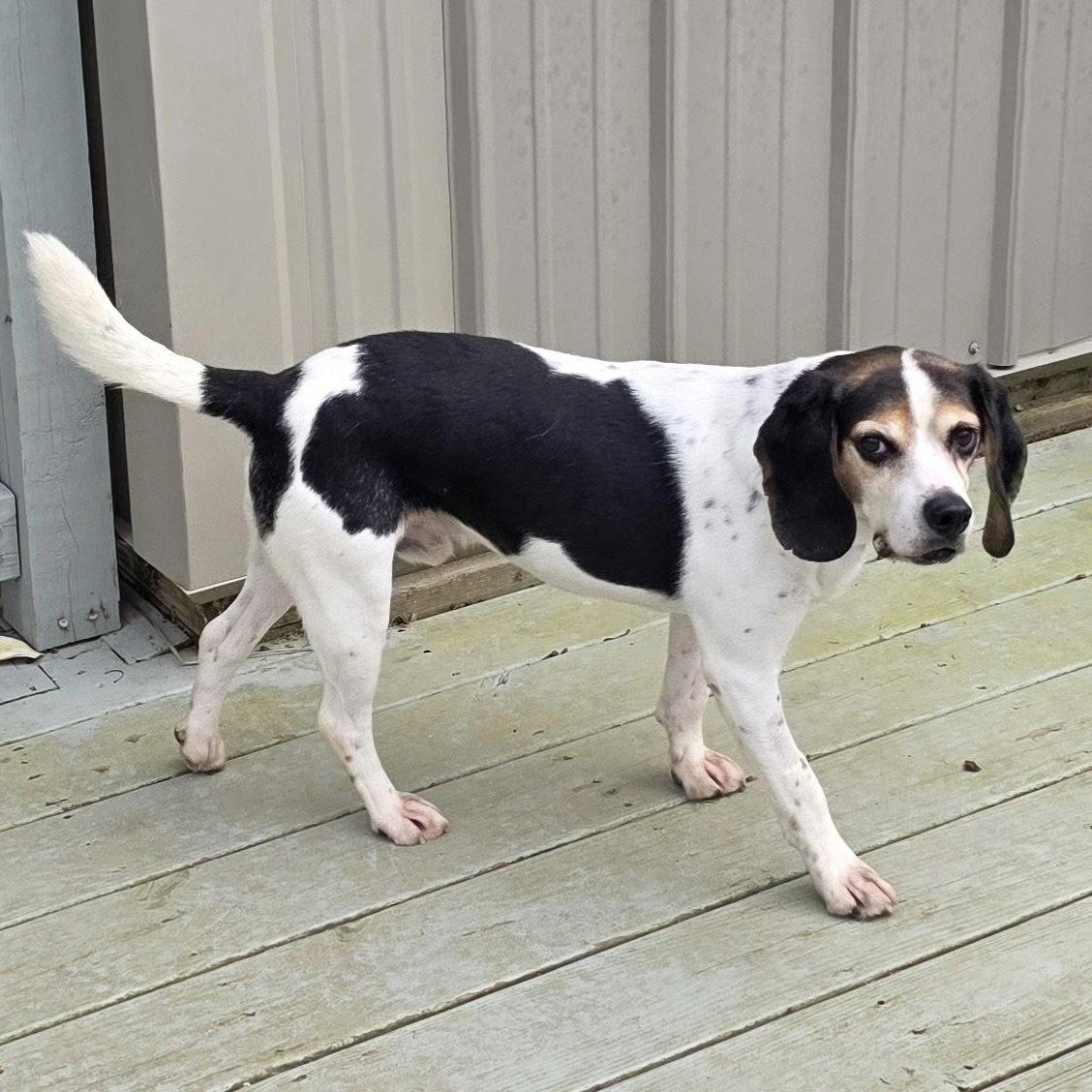 Enlarge Boone 2026, a Adoptable Beagle in Norwood, OH image 3/3