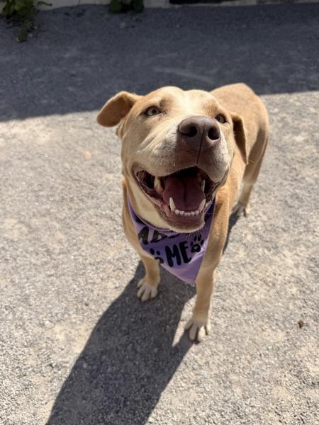Enlarge Ciabatta, a Adoptable mixed breed in Morristown, TN image 1/2