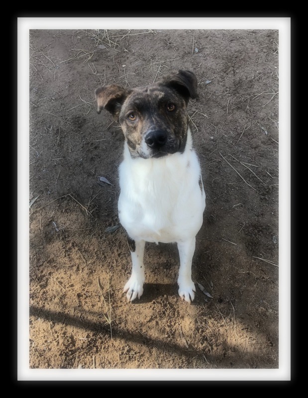 BICO ( Please submit an application @ southernstaranimalrescue.org ), Adoptable, Young Female Pit Bull Terrier.