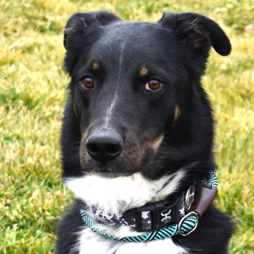 Max (Valor), a Adoptable mixed breed in Rifle, CO image 1/6