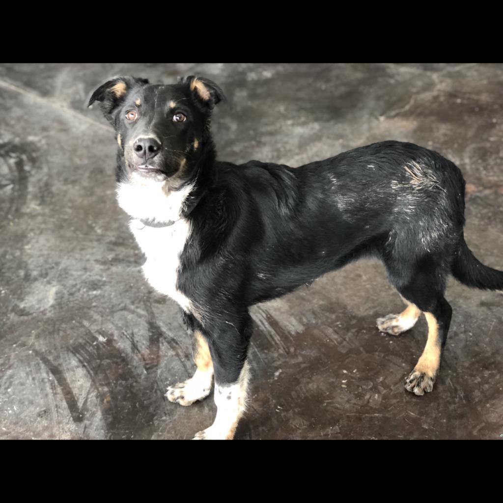 Max (Valor), a Adoptable mixed breed in Rifle, CO image 3/6