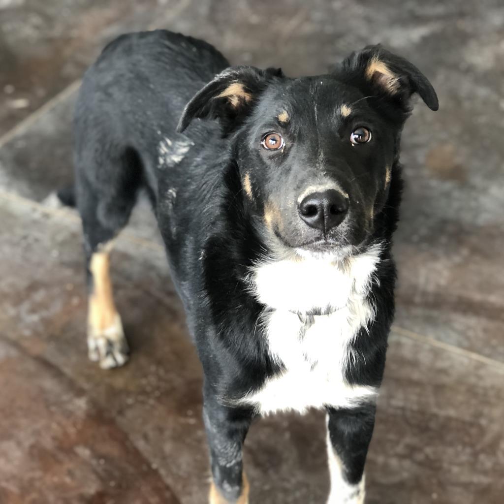 Max (Valor), a Adoptable mixed breed in Rifle, CO image 4/6