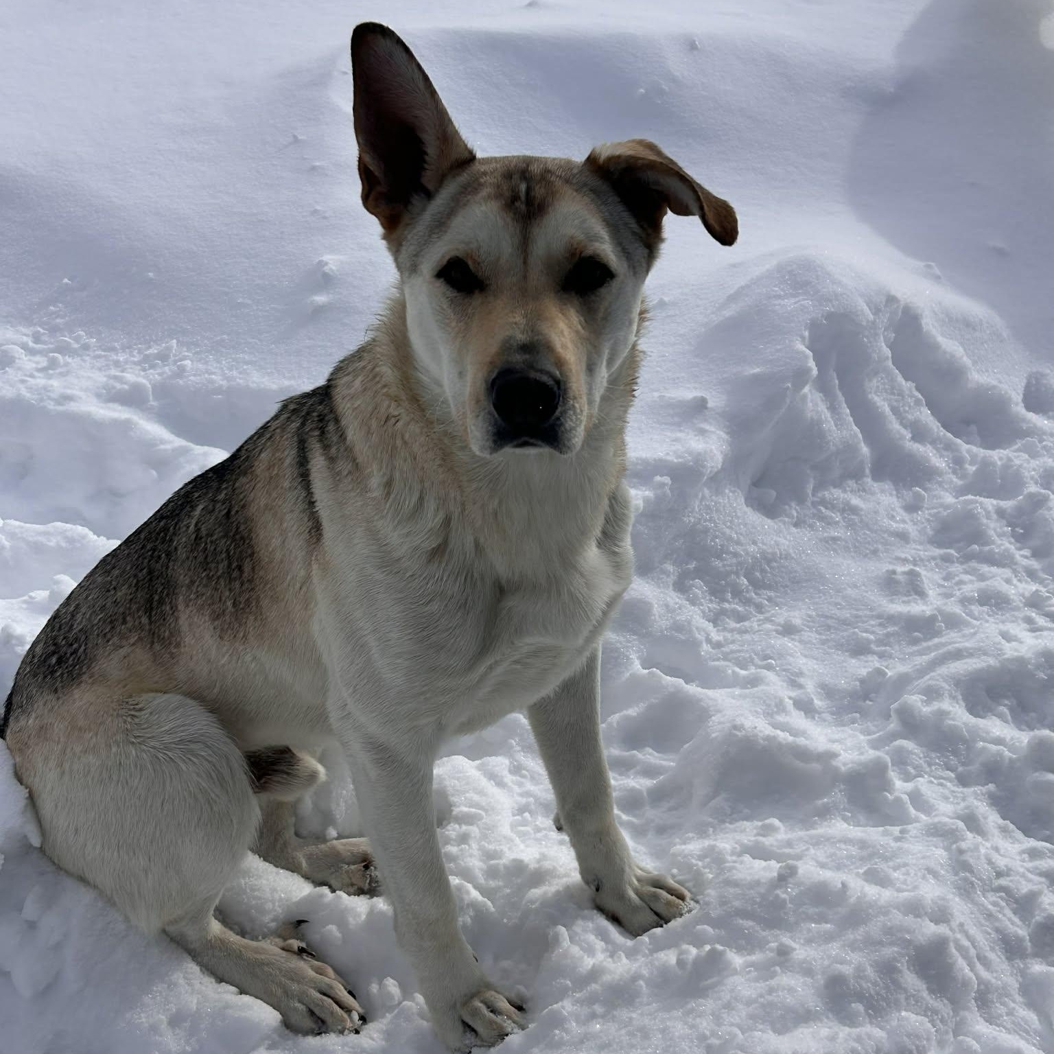 Enlarge Jeffery, a Adoptable mixed breed in Edmonton, AB image 2/6
