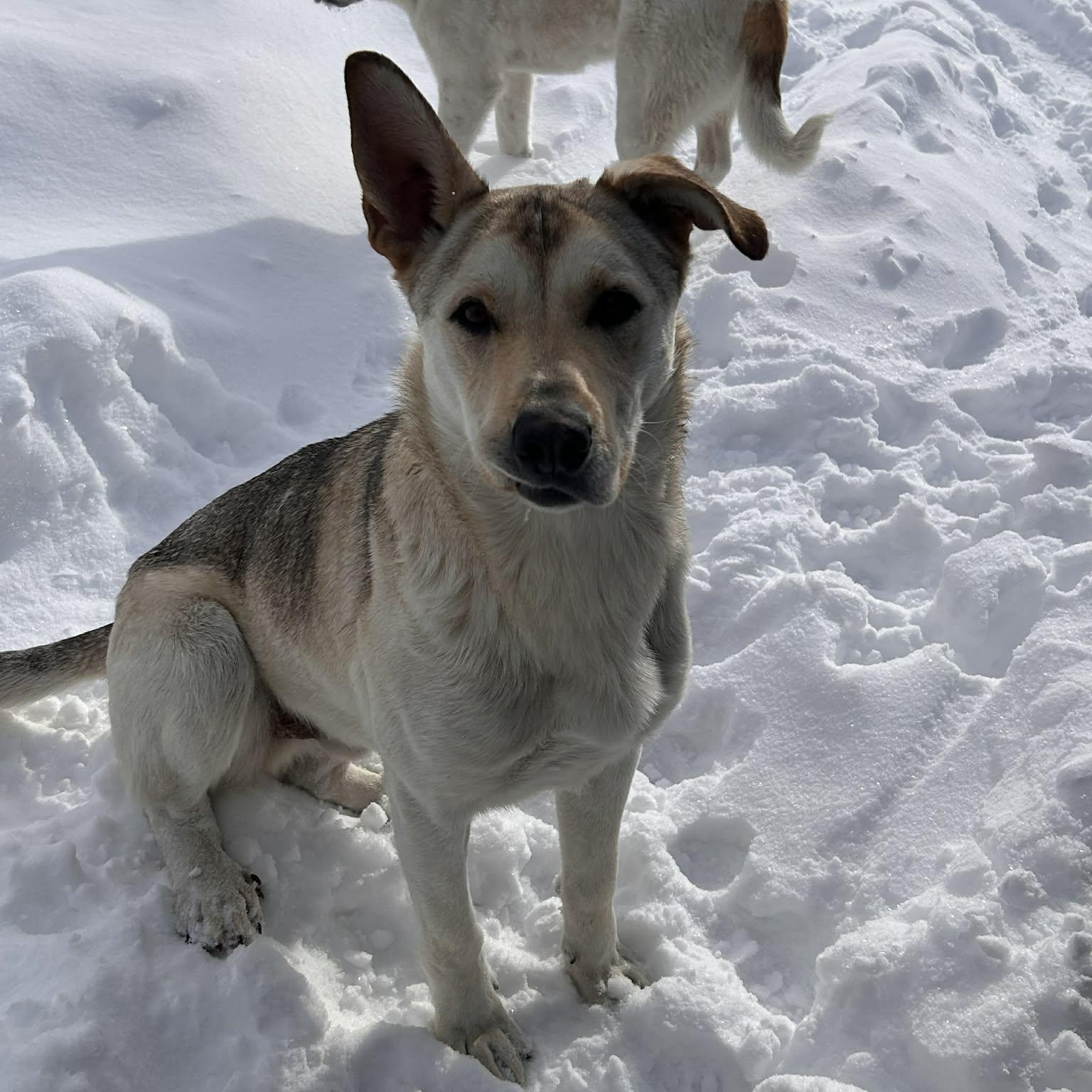 Enlarge Jeffery, a Adoptable mixed breed in Edmonton, AB image 5/6