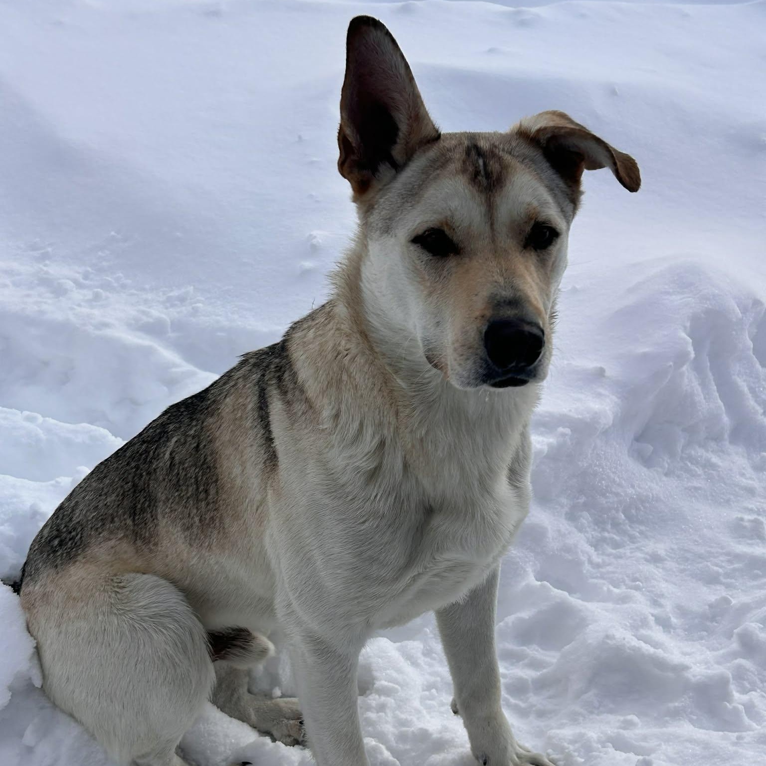 Enlarge Jeffery, a Adoptable mixed breed in Edmonton, AB image 6/6