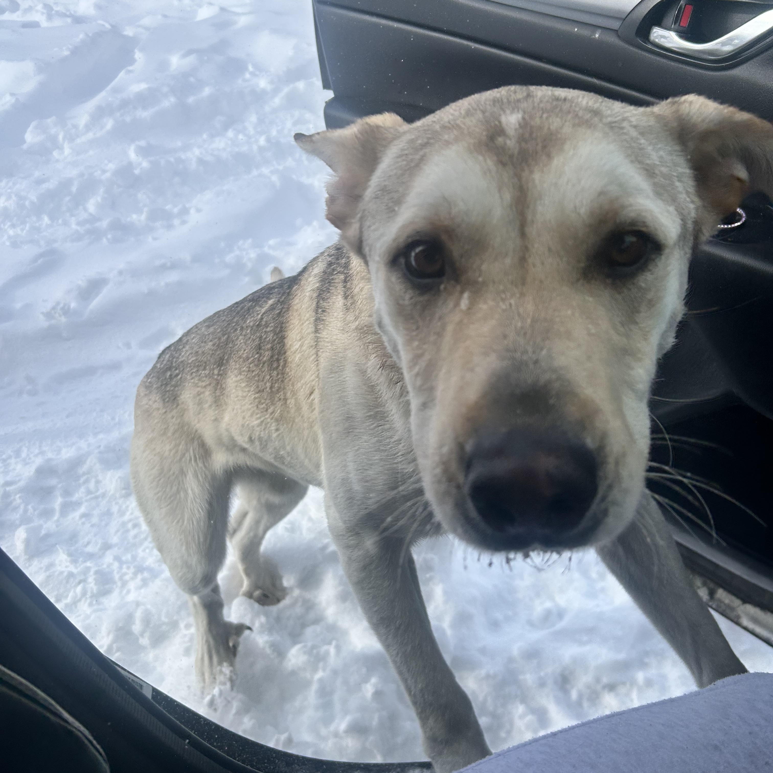 Enlarge Jeffery, a Adoptable mixed breed in Edmonton, AB image 4/6