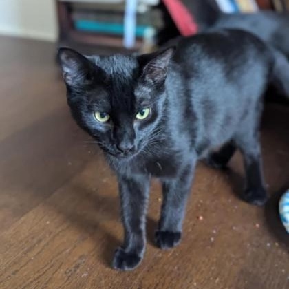 Enlarge Olipaw, a ADOPTABLE Domestic Short Hair in Warr Acres, OK image 1/1