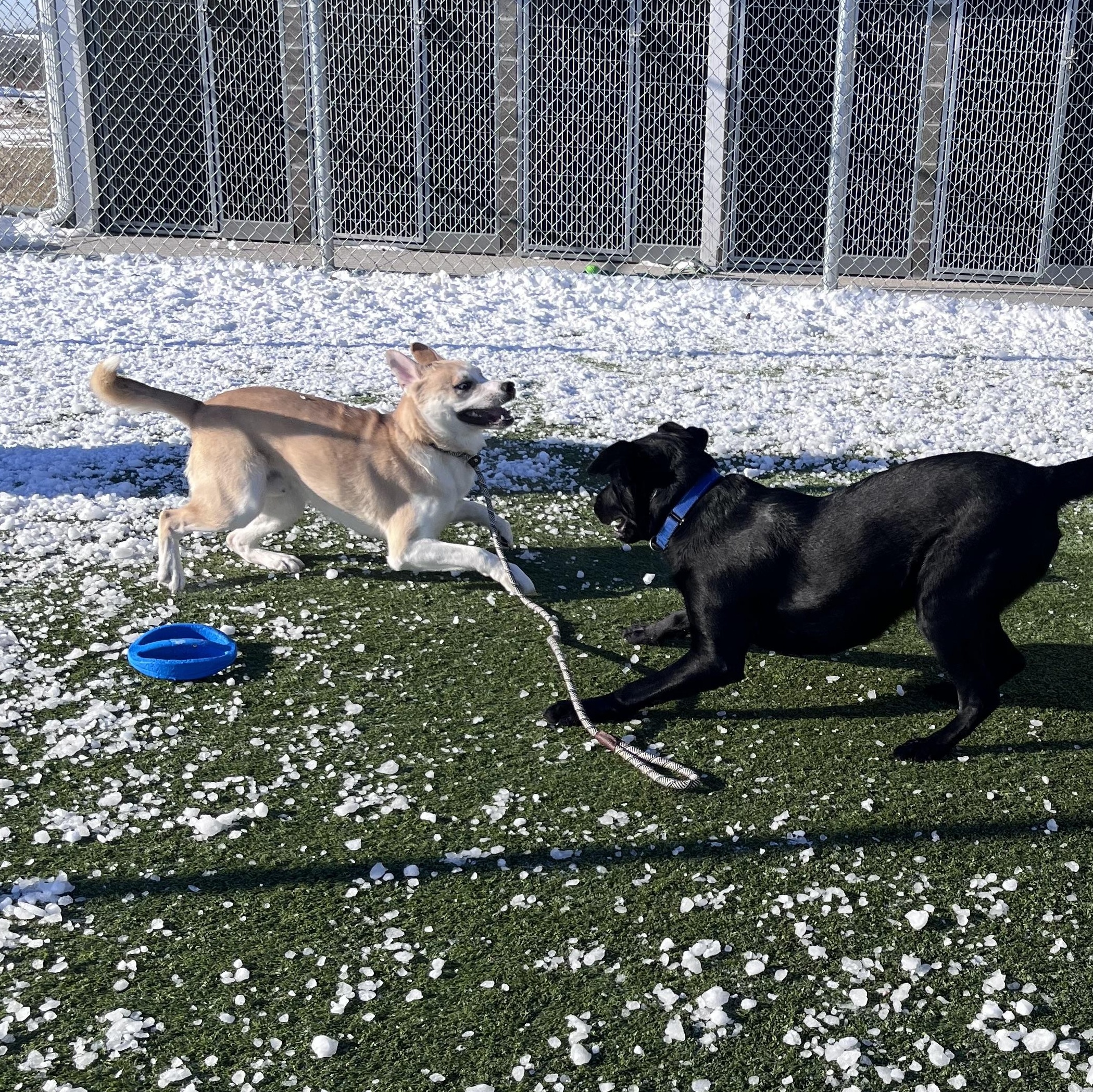 Enlarge Marlin, a Adoptable mixed breed in Liberty, MO image 1/5
