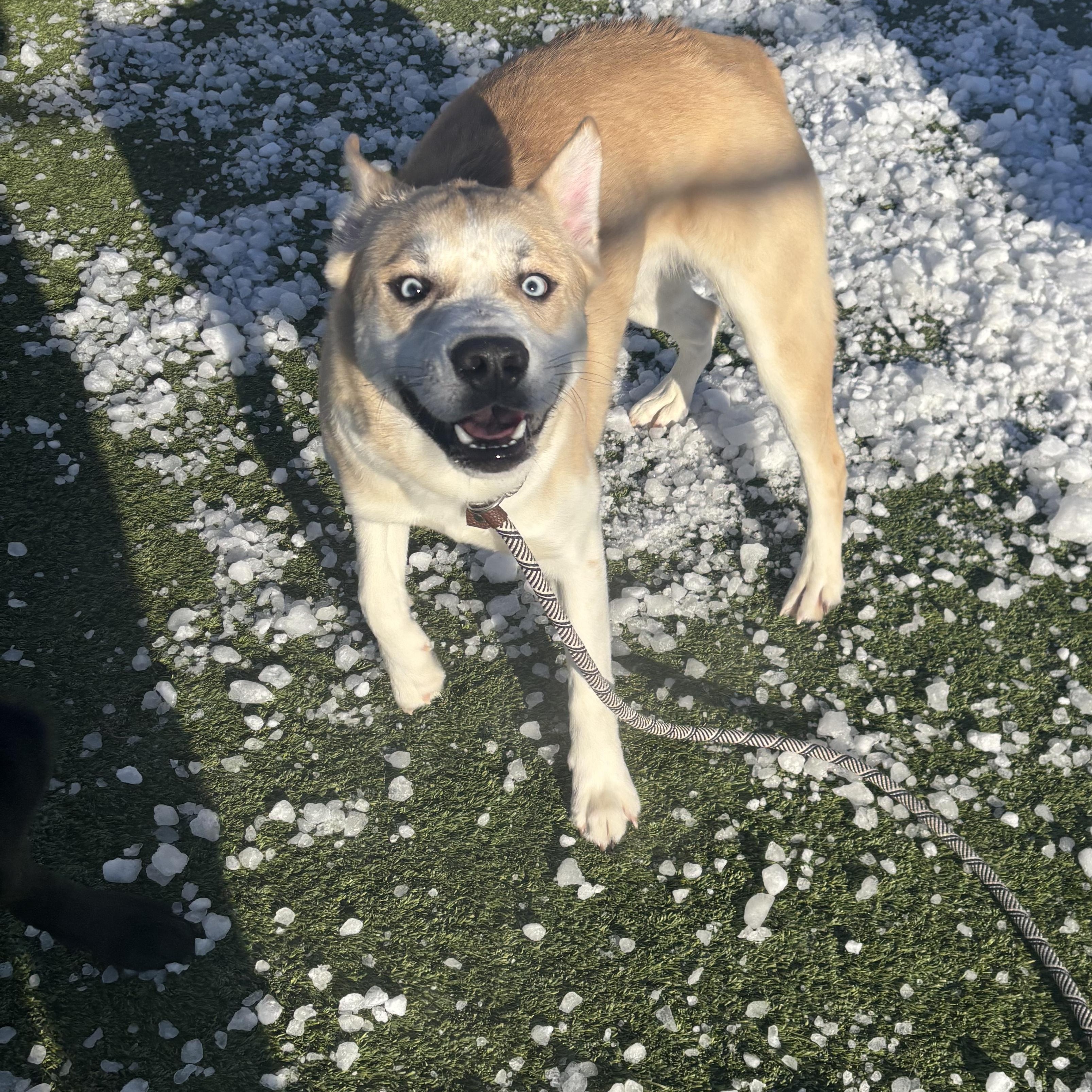 Enlarge Marlin, a Adoptable mixed breed in Liberty, MO image 3/5