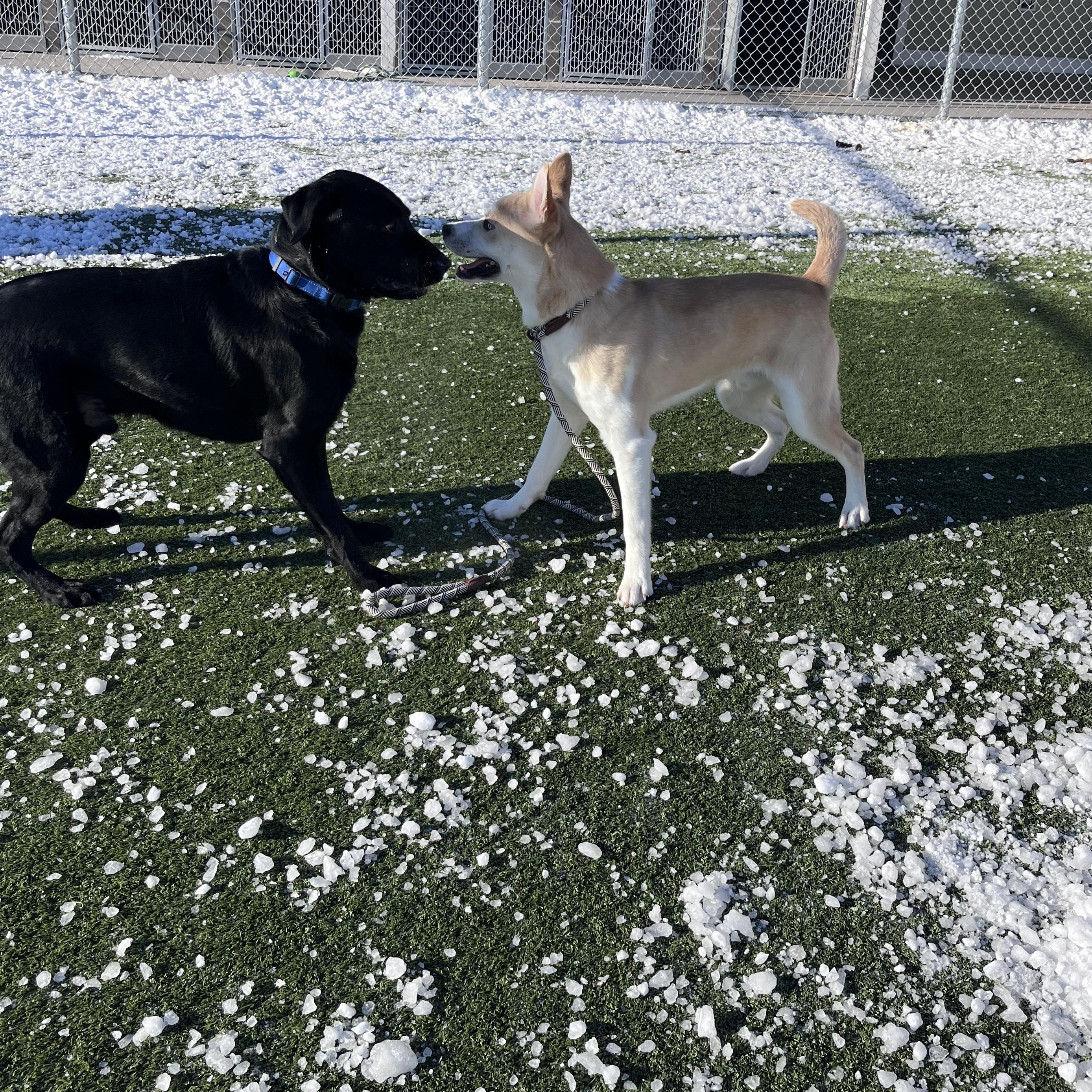 Enlarge Marlin, a Adoptable mixed breed in Liberty, MO image 2/5