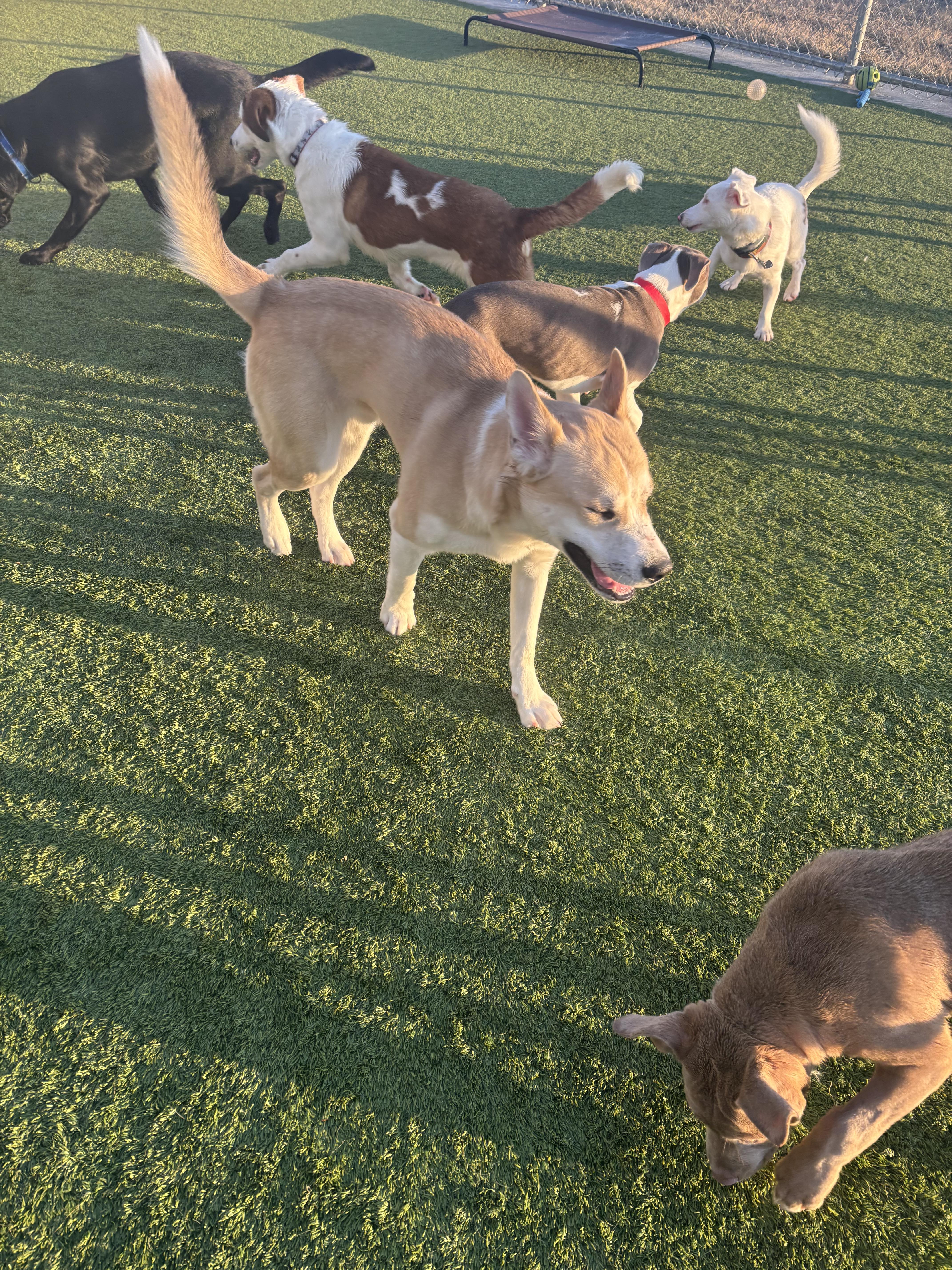 Enlarge Marlin, a Adoptable mixed breed in Liberty, MO image 5/5