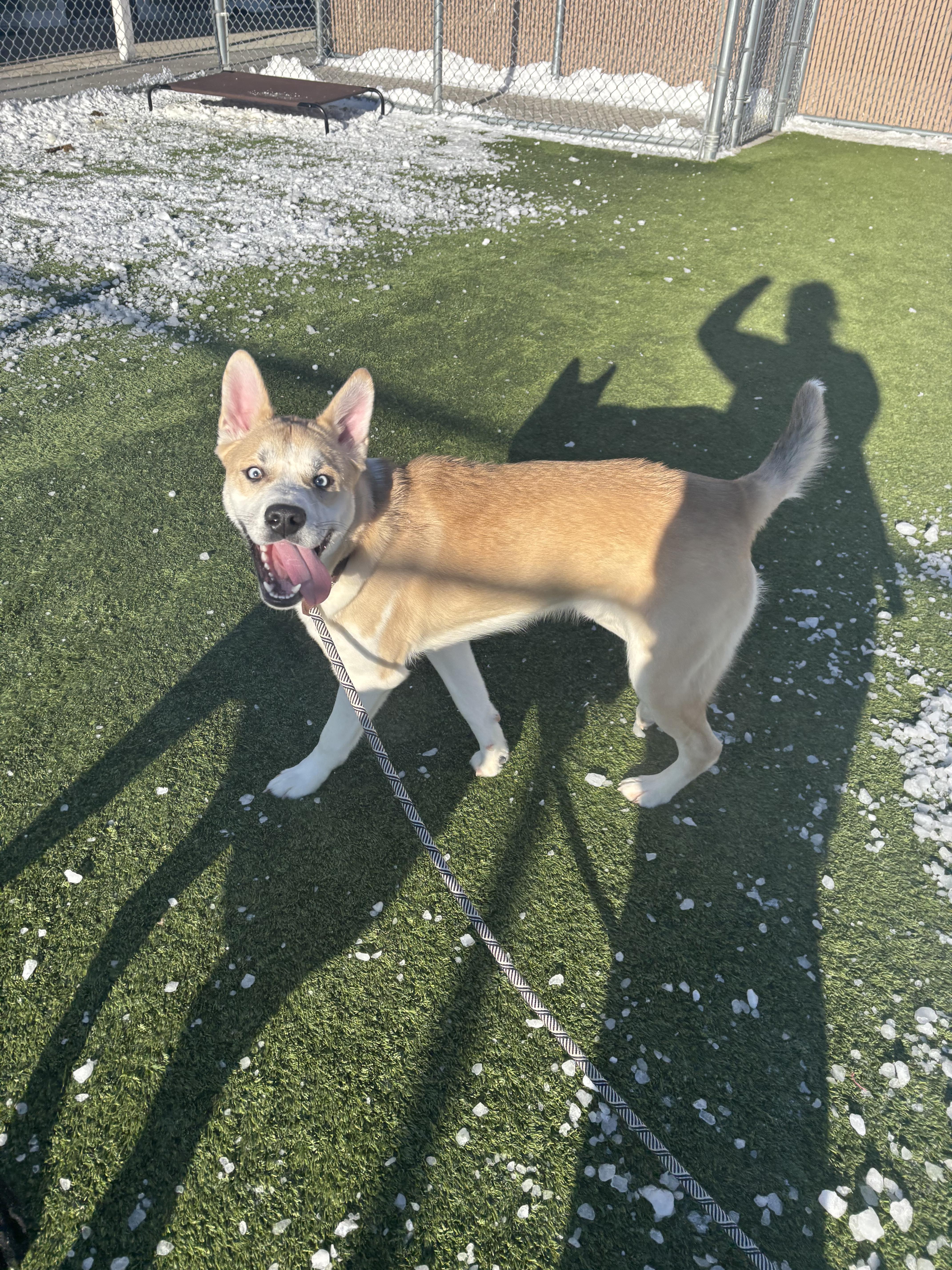 Enlarge Marlin, a Adoptable mixed breed in Liberty, MO image 4/5