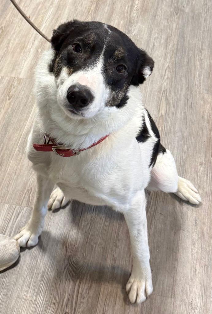 Enlarge Lenny, a Adoptable Border Collie in Emmett, ID image 1/3