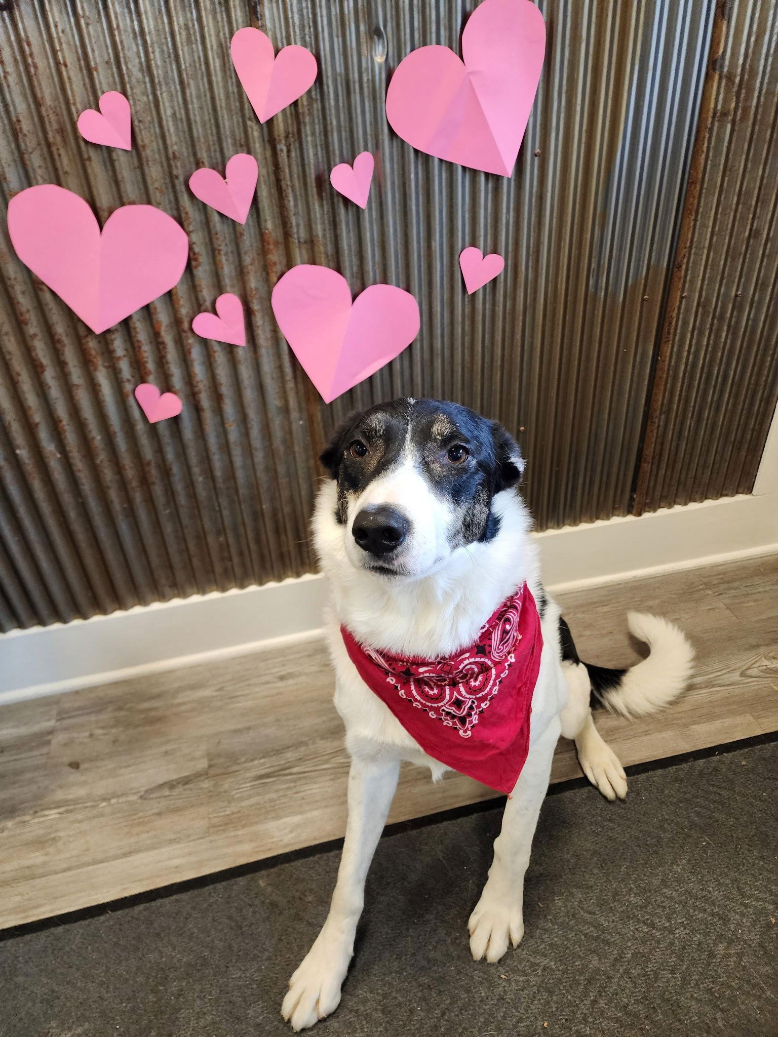Enlarge Lenny, a Adoptable Border Collie in Emmett, ID image 2/3