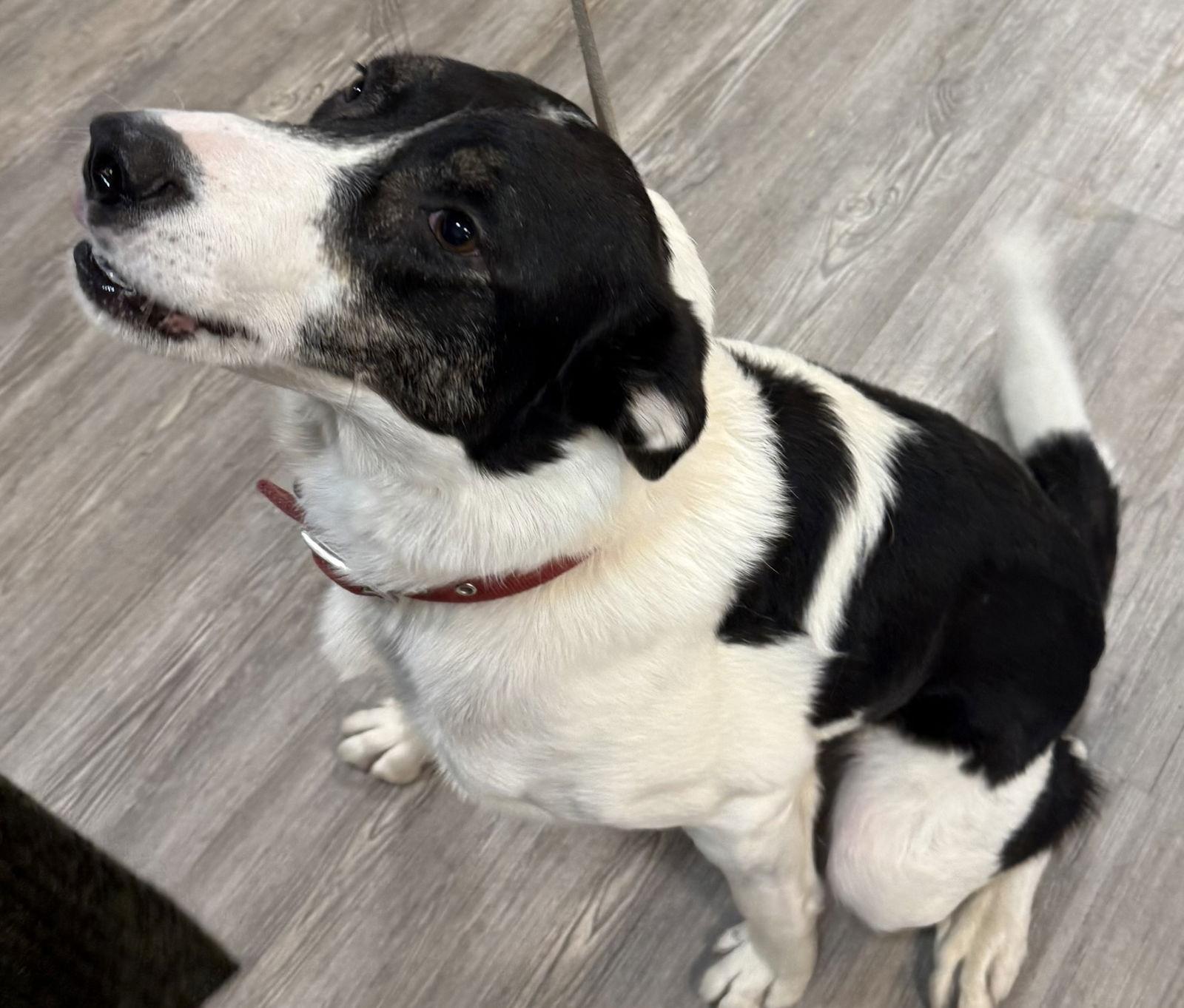 Enlarge Lenny, a Adoptable Border Collie in Emmett, ID image 3/3