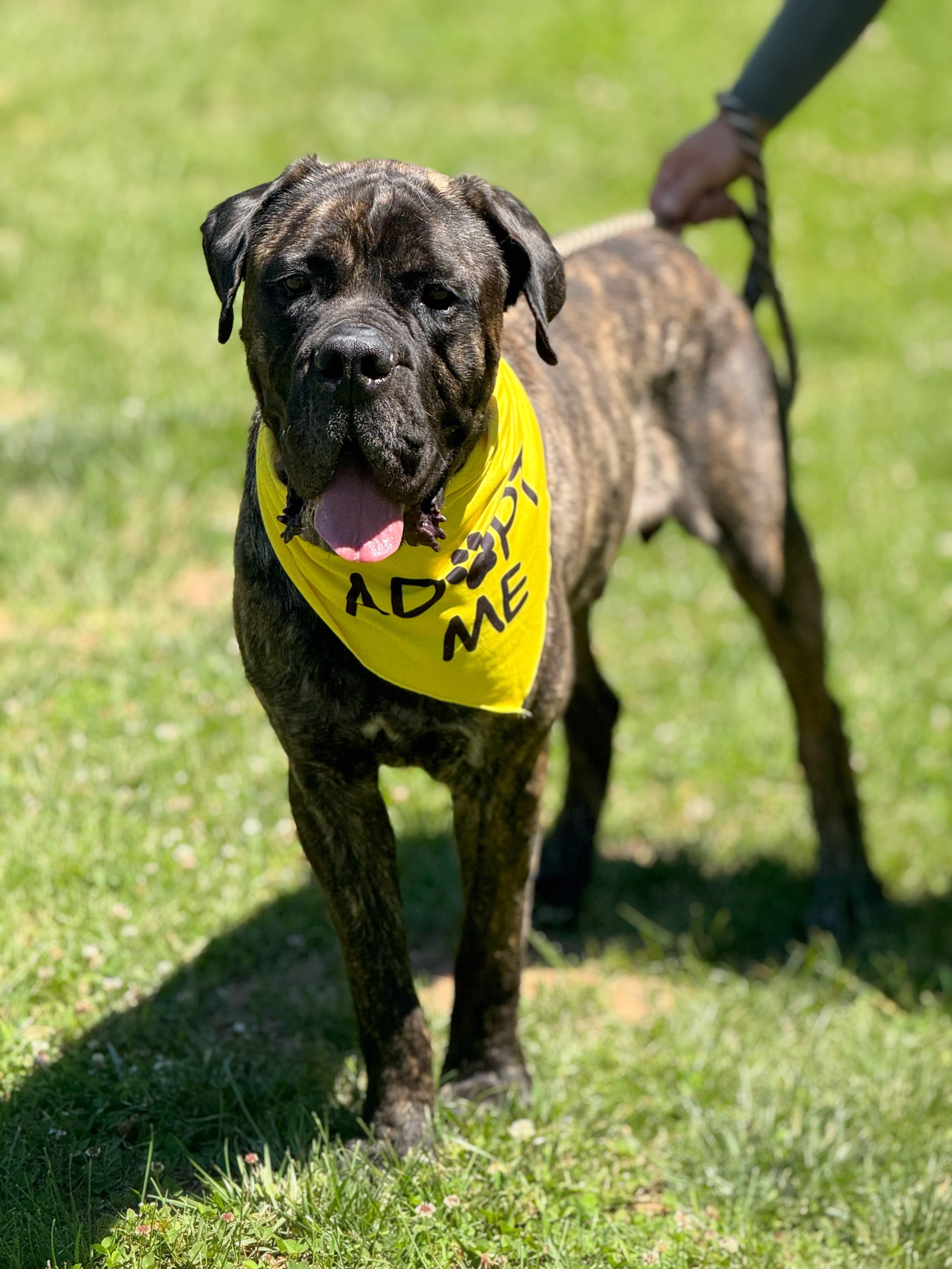 Odin, a ADOPTABLE Boerboel in Richmond, VA image 6/6