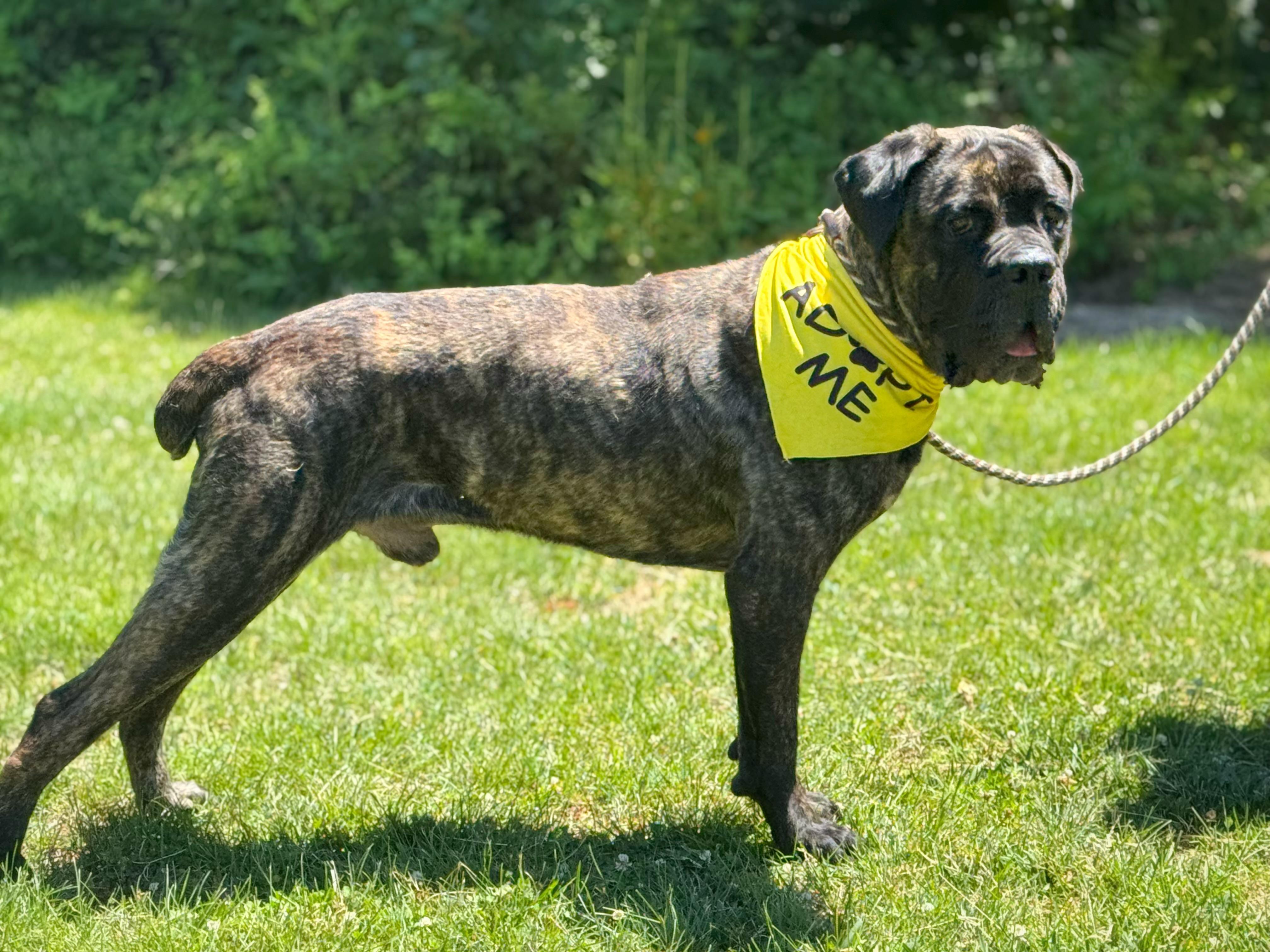 Odin, a ADOPTABLE Boerboel in Richmond, VA image 4/6