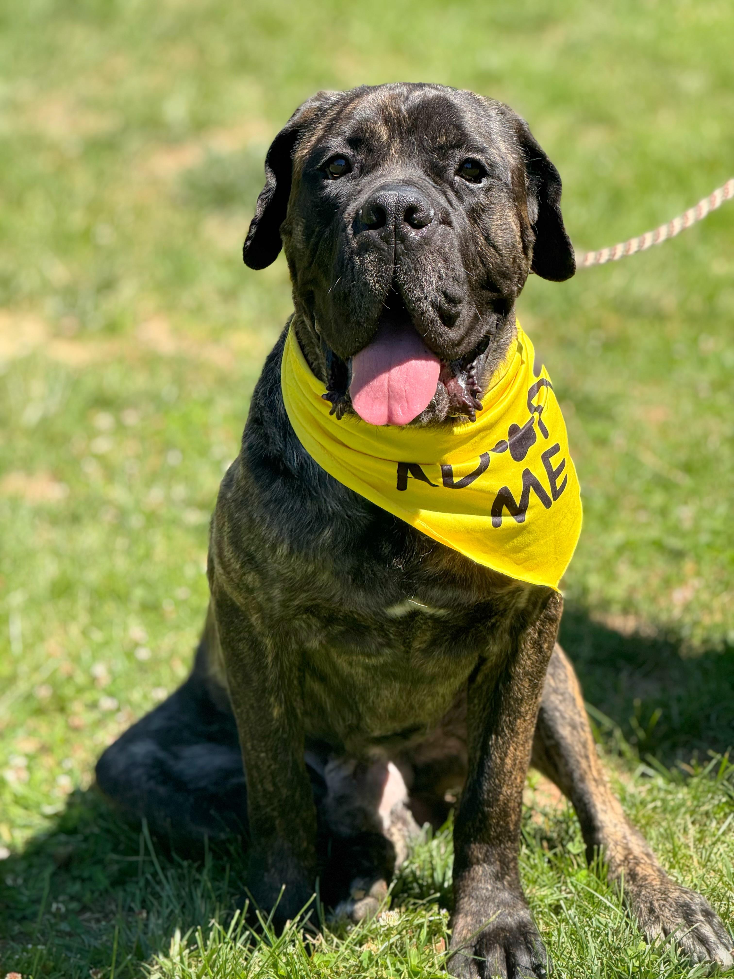 Odin, a ADOPTABLE Boerboel in Richmond, VA image 2/6