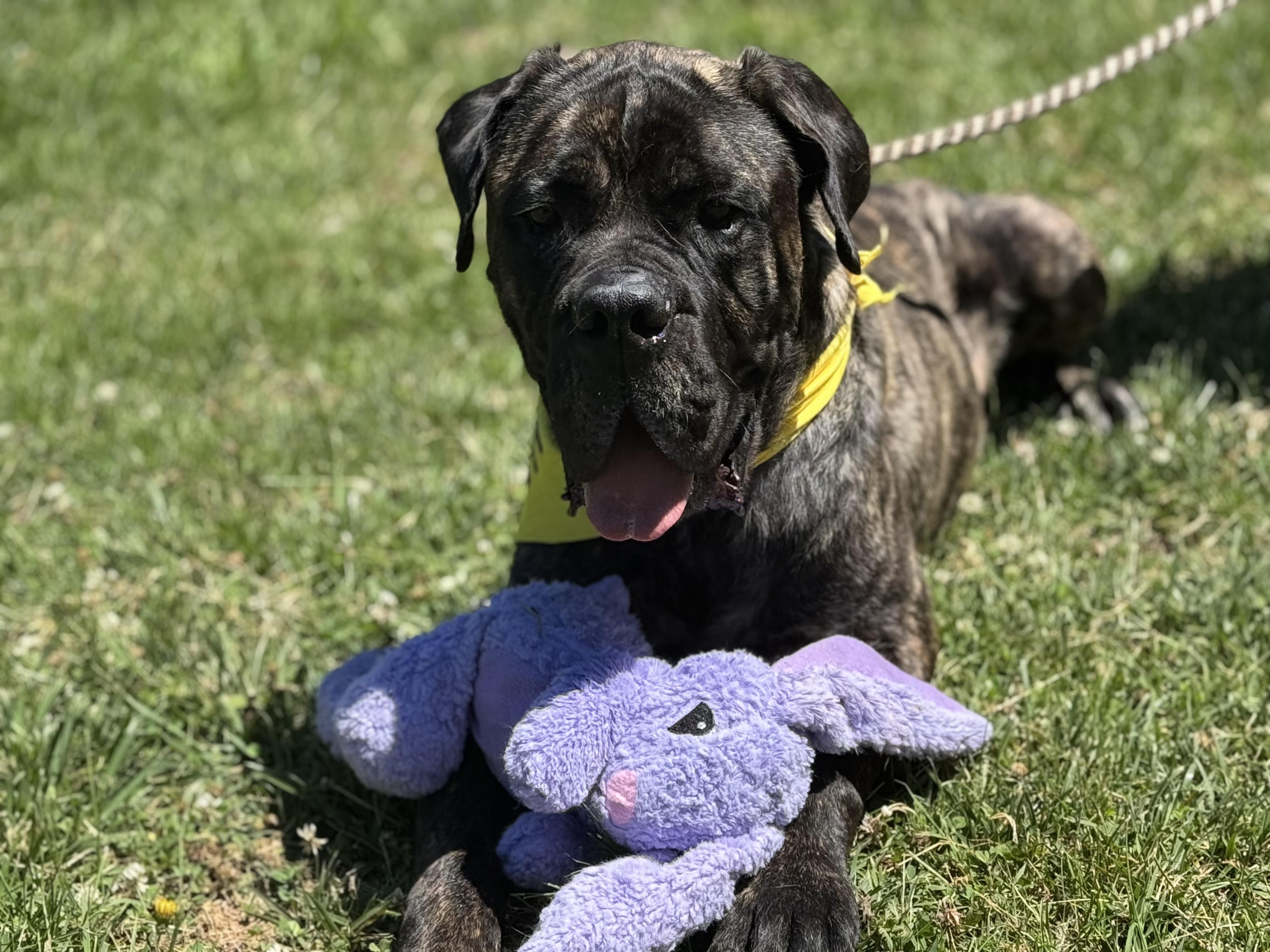 Odin, a ADOPTABLE Boerboel in Richmond, VA image 3/6