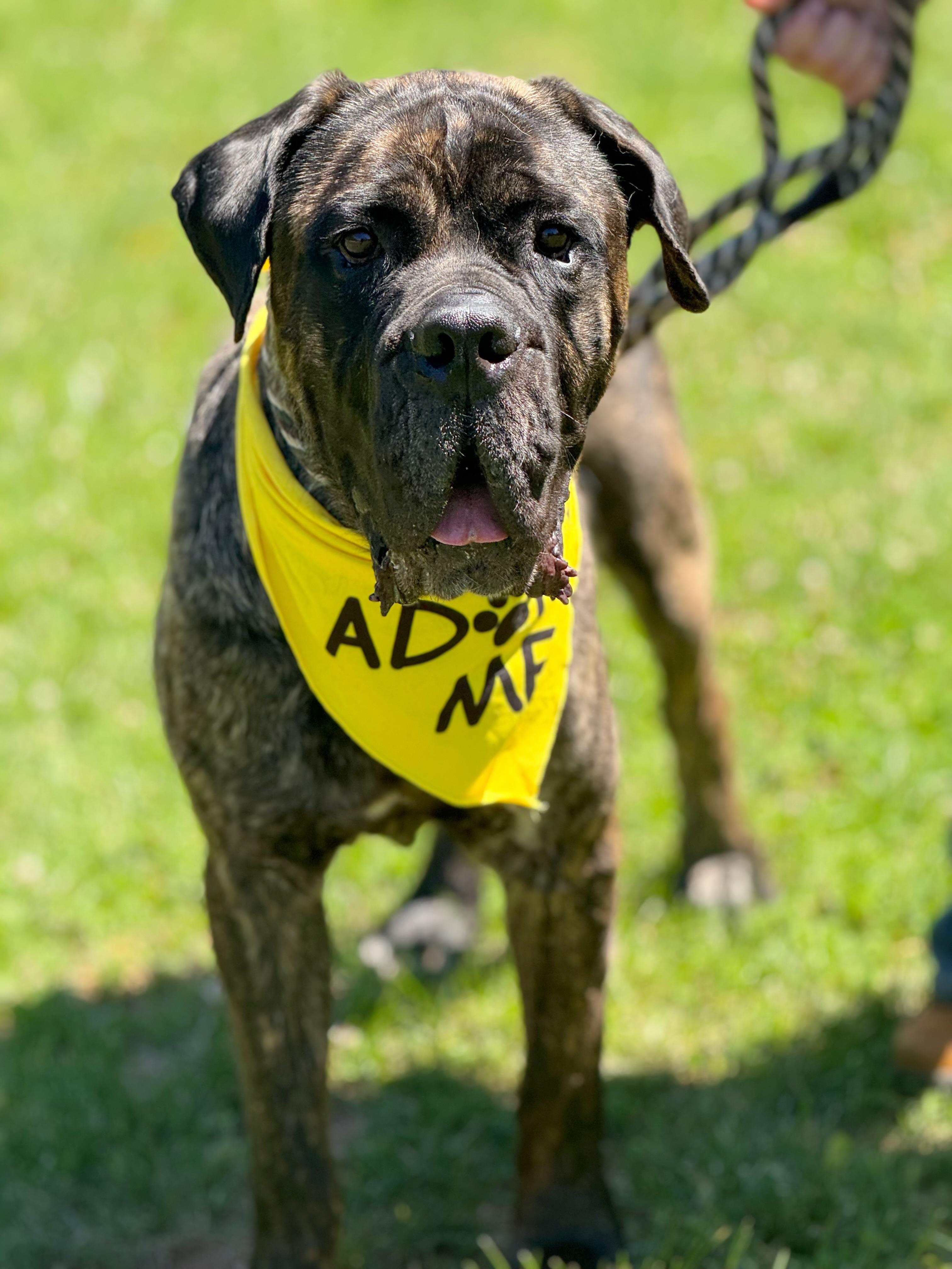 Odin, a ADOPTABLE Boerboel in Richmond, VA image 5/6