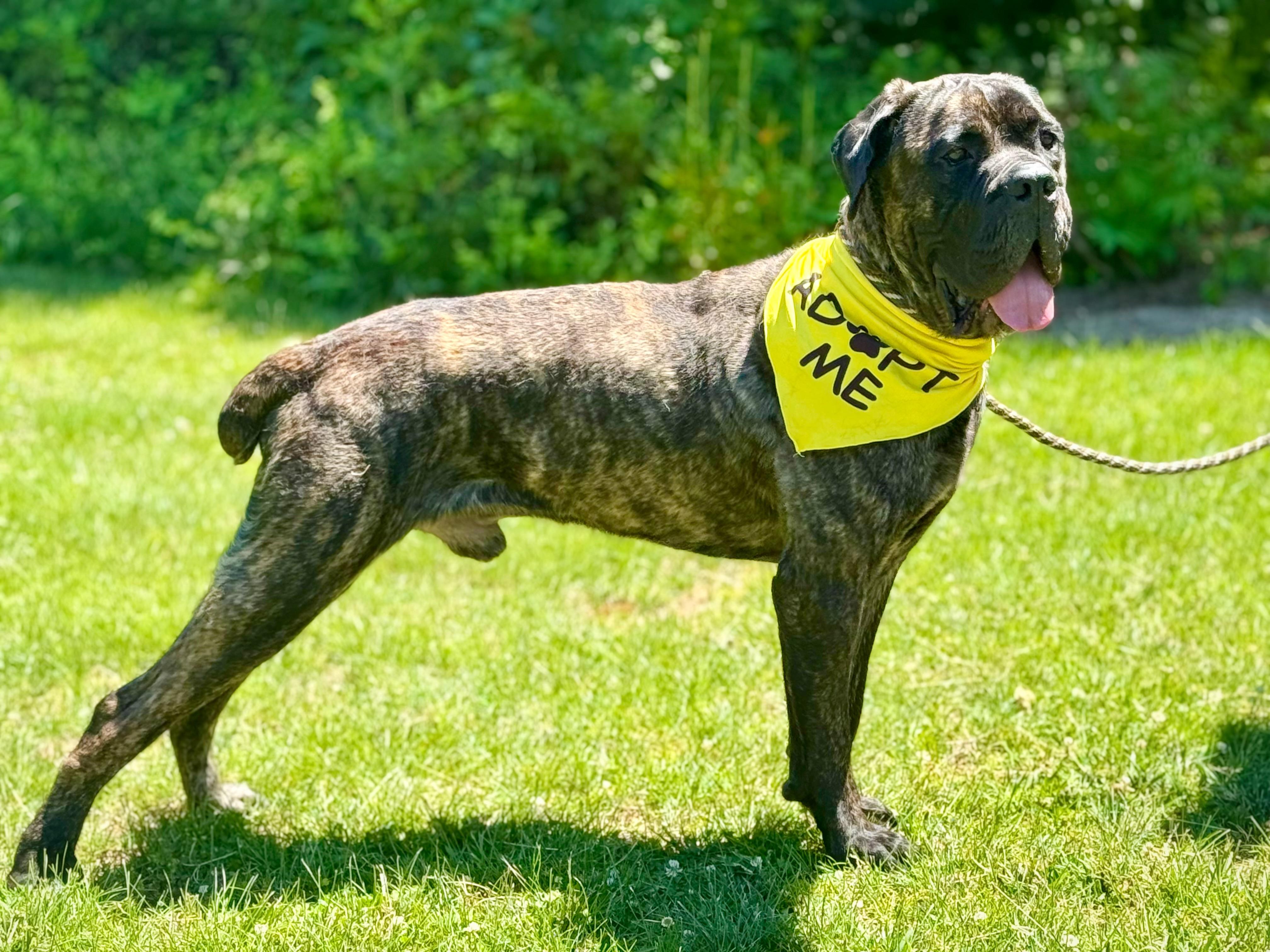 Odin, ADOPTABLE, Young Male Boerboel.