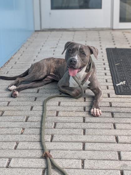 Mona (Underdog. NLOL Training), Adoptable, Adult Female Mixed Breed & Mixed Breed.