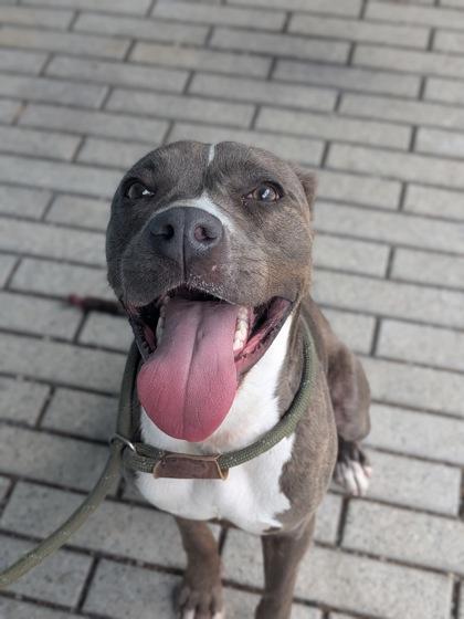 Enlarge Mona (Underdog. NLOL Training), a Adoptable mixed breed in New Orleans, LA image 2/3