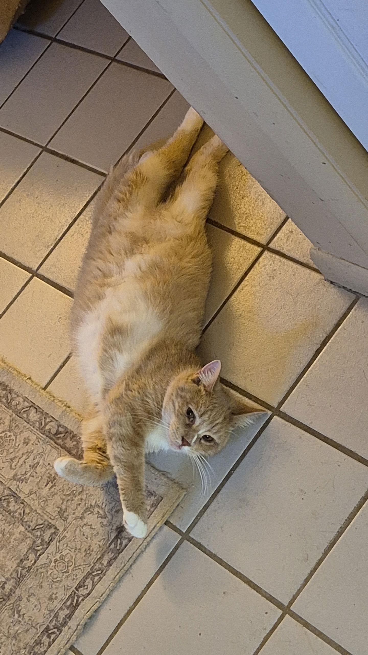 Gideon   (25-168), Adoptable, Adult Male Domestic Short Hair.