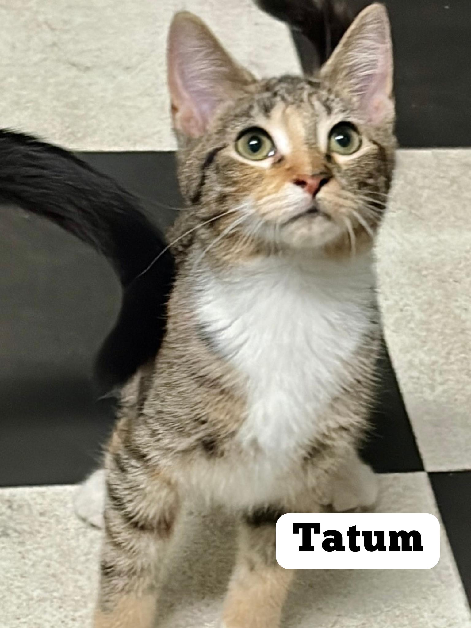 Tatum, adopted, Young Female Domestic Short Hair.