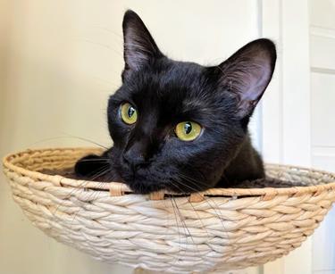 Enlarge Bahni, a Adoptable mixed breed in San Francisco, CA image 2/6