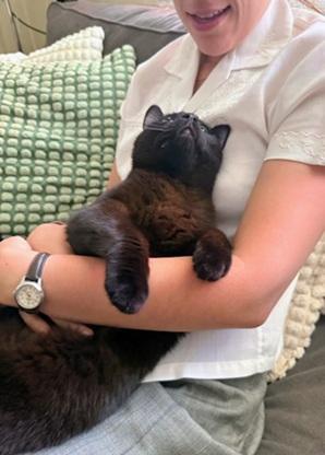 Enlarge Bahni, a Adoptable mixed breed in San Francisco, CA image 3/6