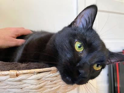 Enlarge Bahni, a Adoptable mixed breed in San Francisco, CA image 4/6