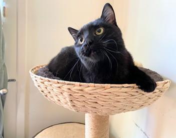 Enlarge Bahni, a Adoptable mixed breed in San Francisco, CA image 5/6