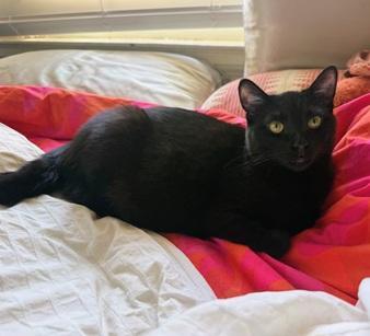 Enlarge Bahni, a Adoptable mixed breed in San Francisco, CA image 6/6