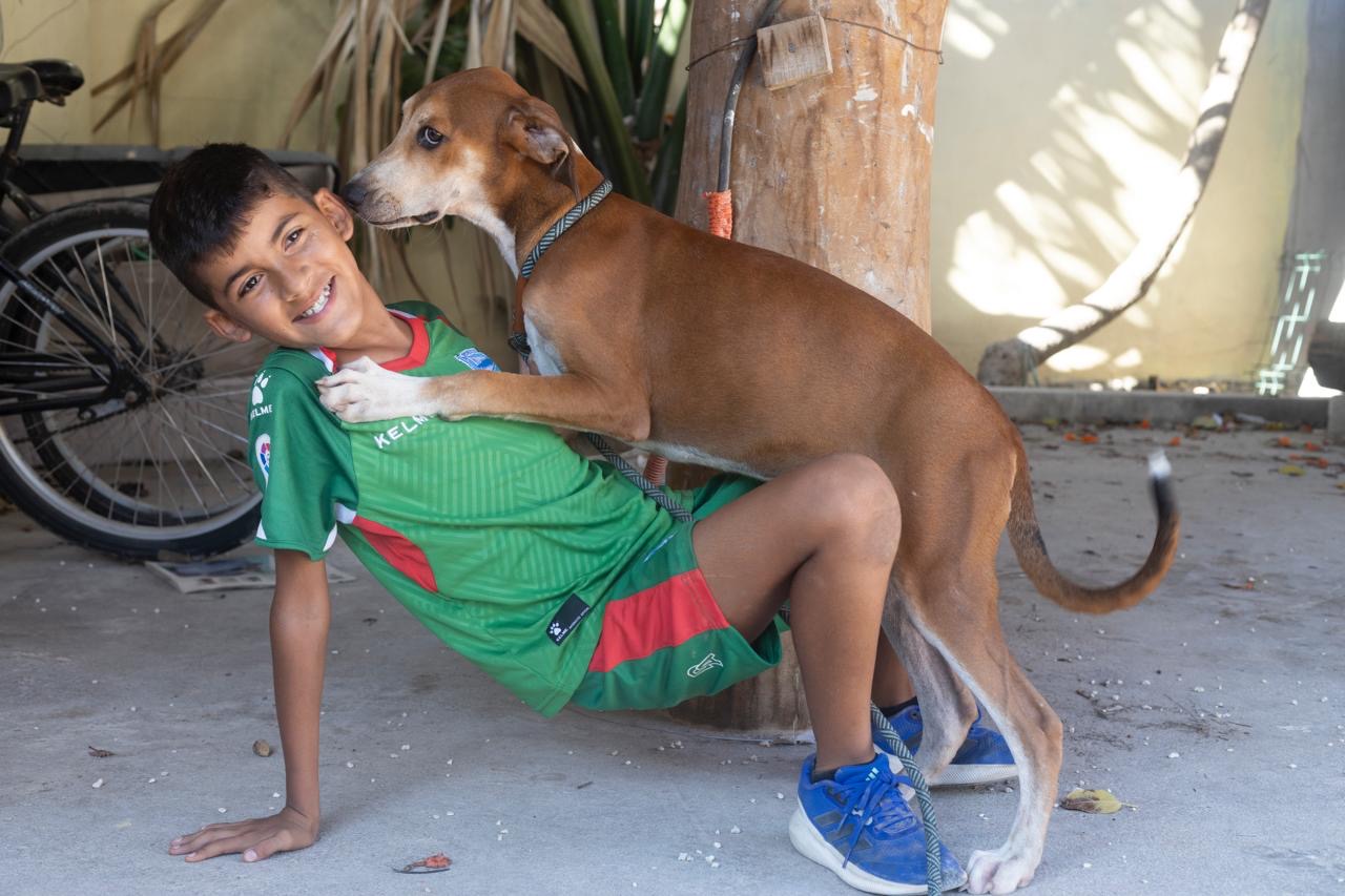 Pluto, Adopted, Young Male Whippet & Labrador Retriever.