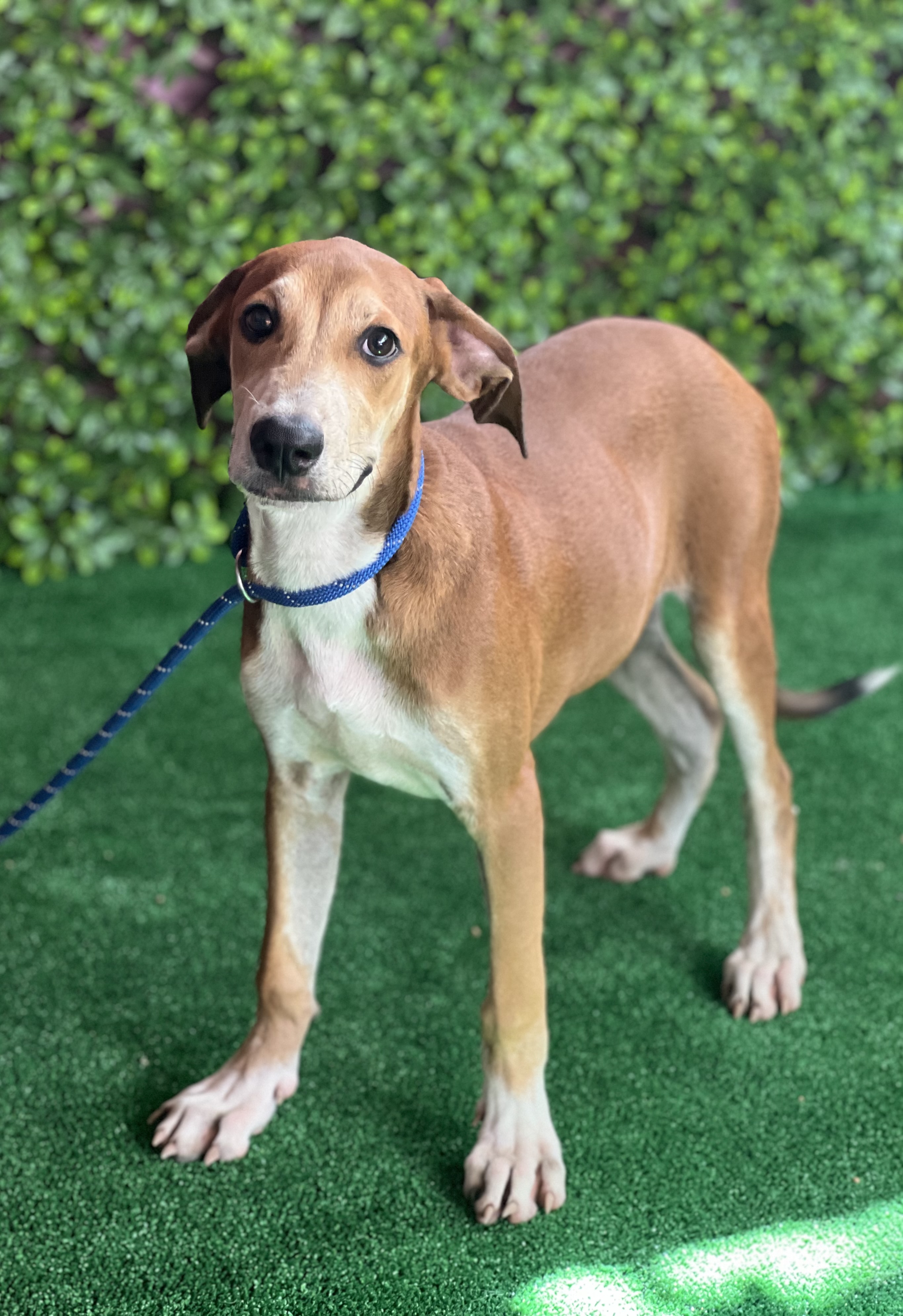 Enlarge Pluto, a Adopted mixed breed in New York, NY image 3/4