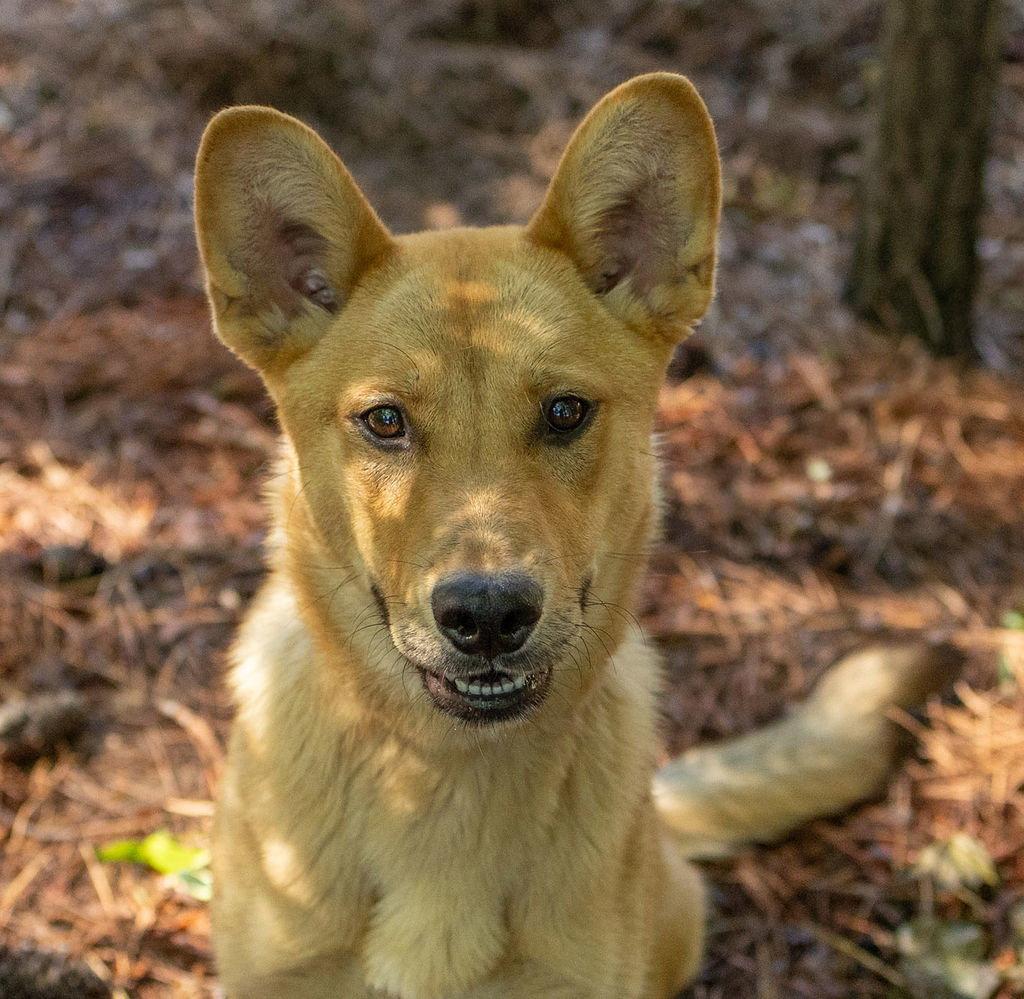 Philly, Adopted, Young Female Mixed Breed.