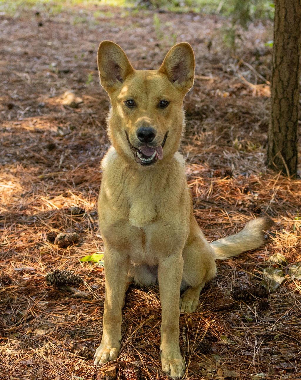 Enlarge Philly, a Adopted Mixed Breed in Durham, NC image 2/3