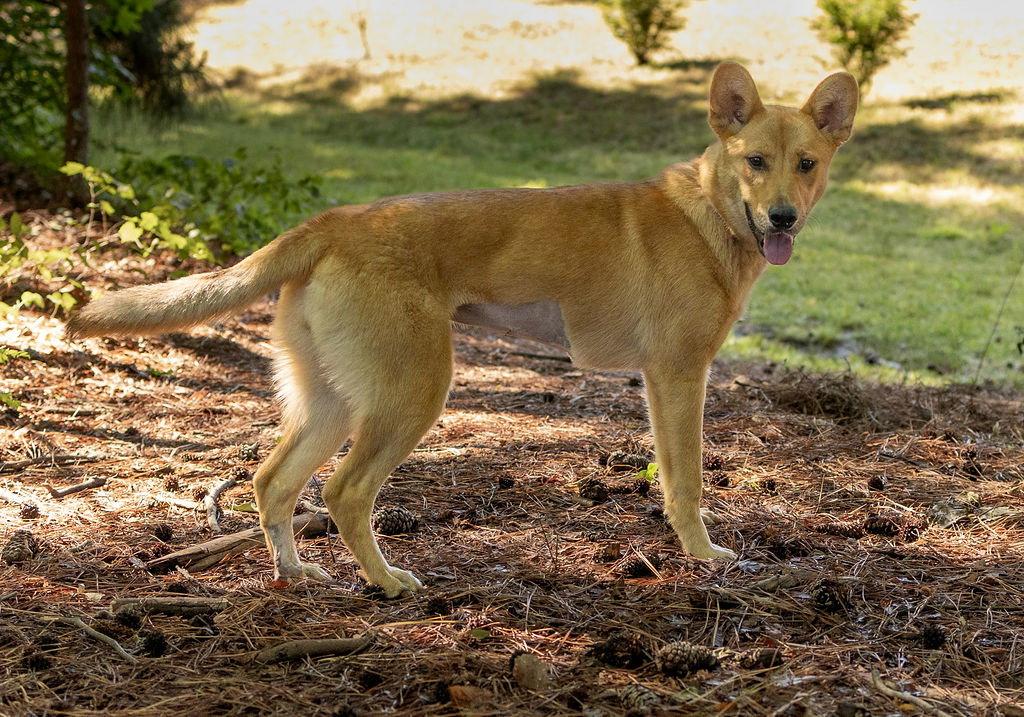 Enlarge Philly, a Adopted Mixed Breed in Durham, NC image 3/3