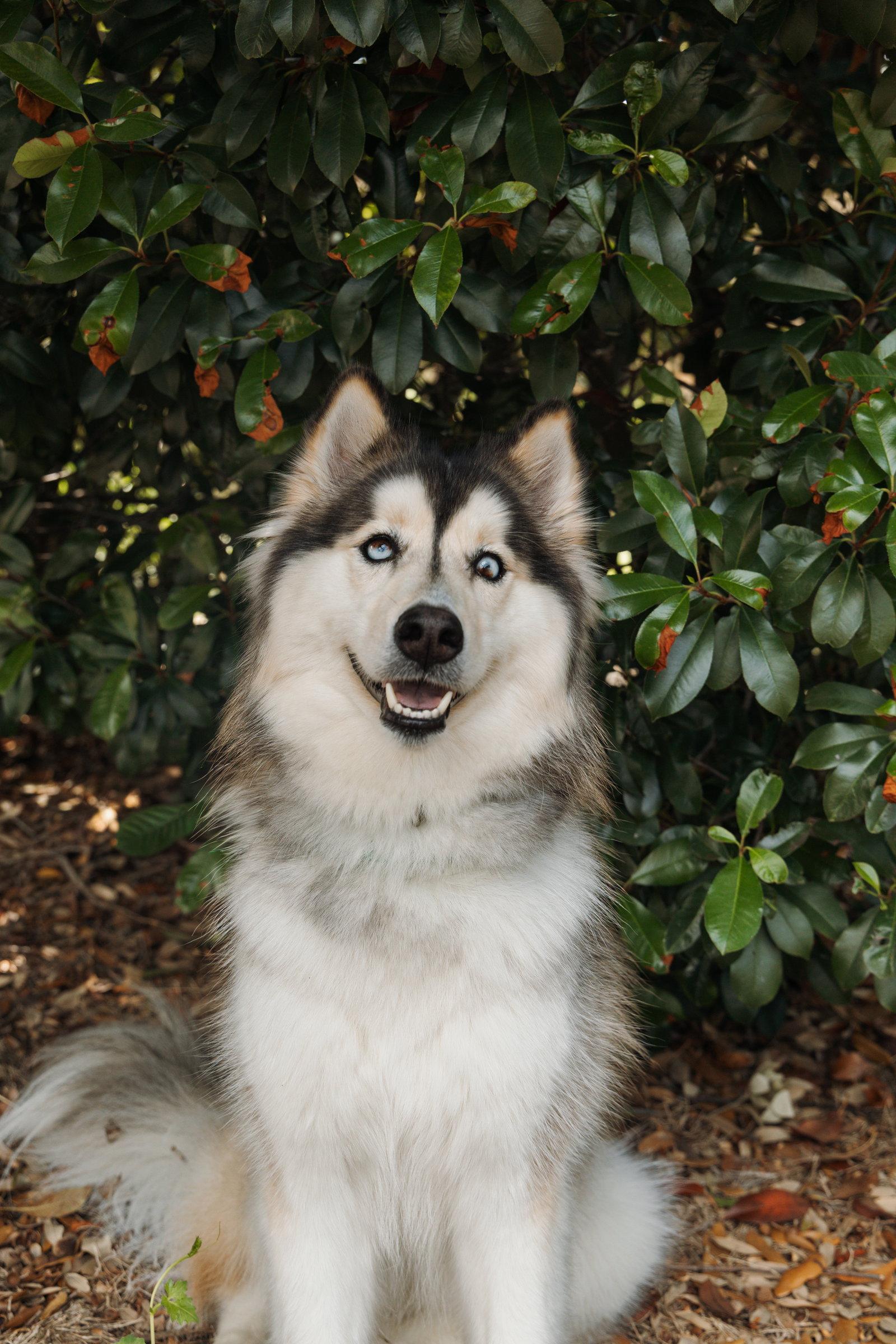 Xari, a Adoptable Siberian Husky in Carrollton, TX image 1/3