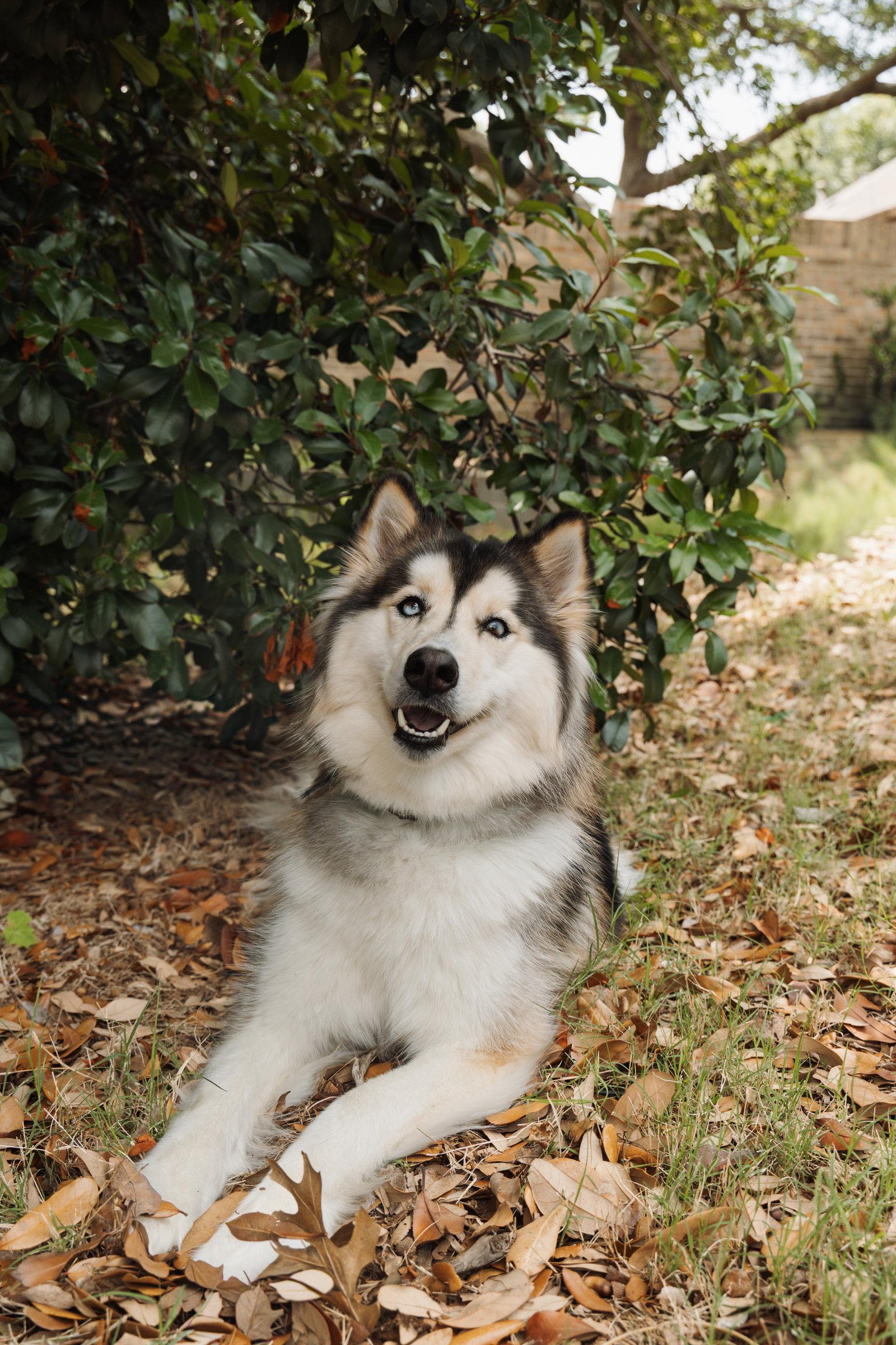 Xari, a Adoptable Siberian Husky in Carrollton, TX image 2/3